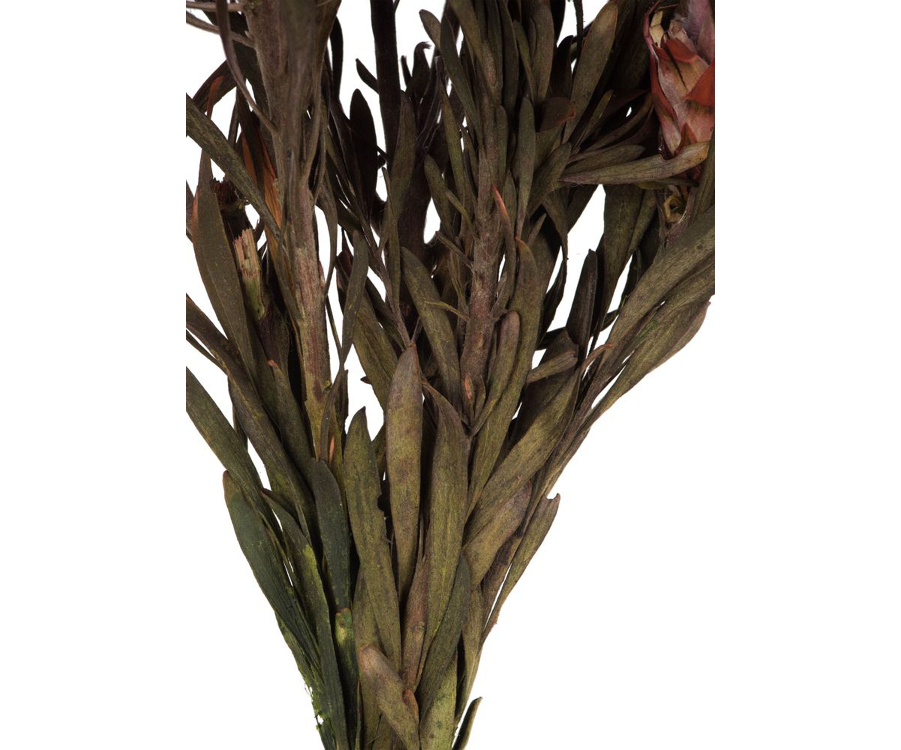 Orchid Plumosum, Female, 8 flower heads per bundle