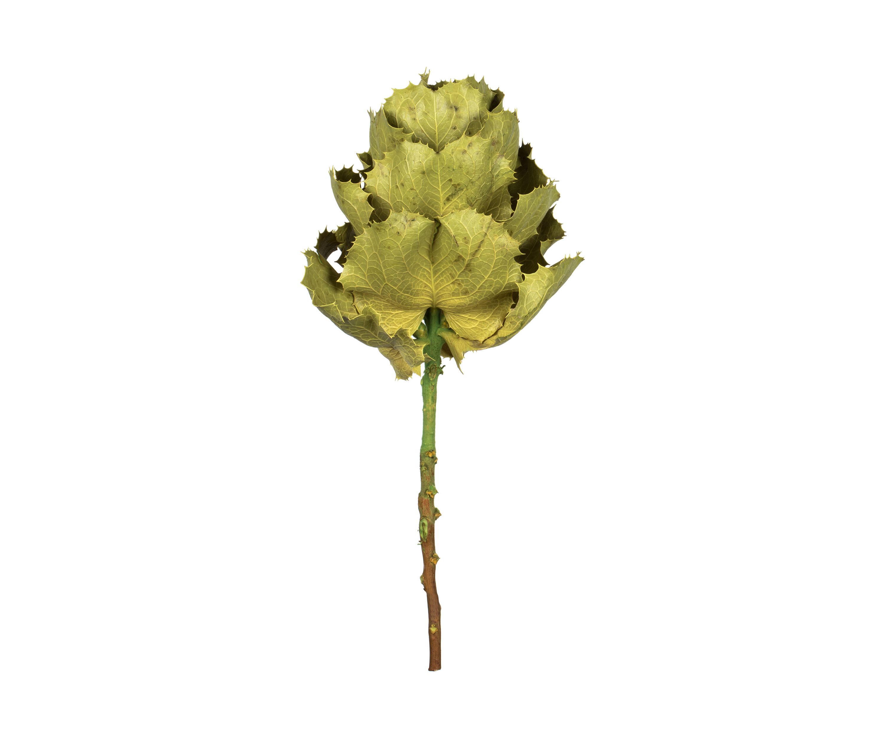 Basil Queen Flower