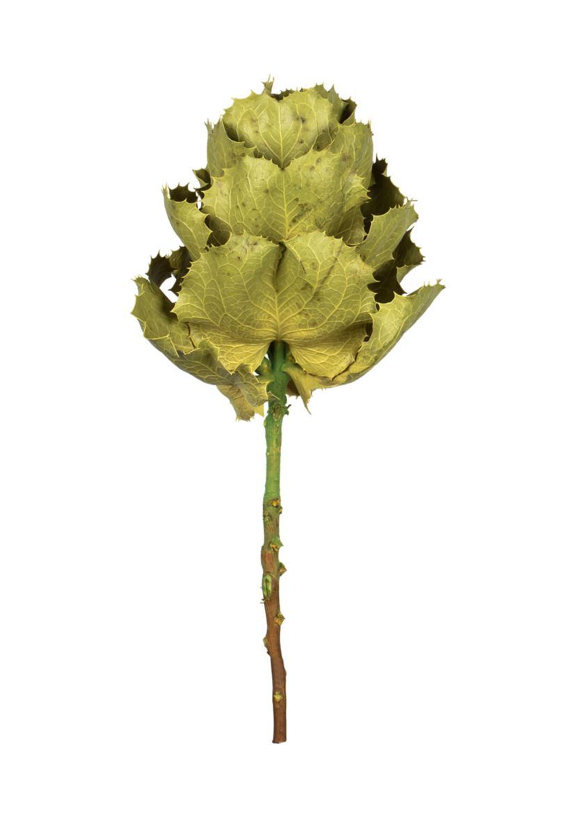 Basil Queen Flower