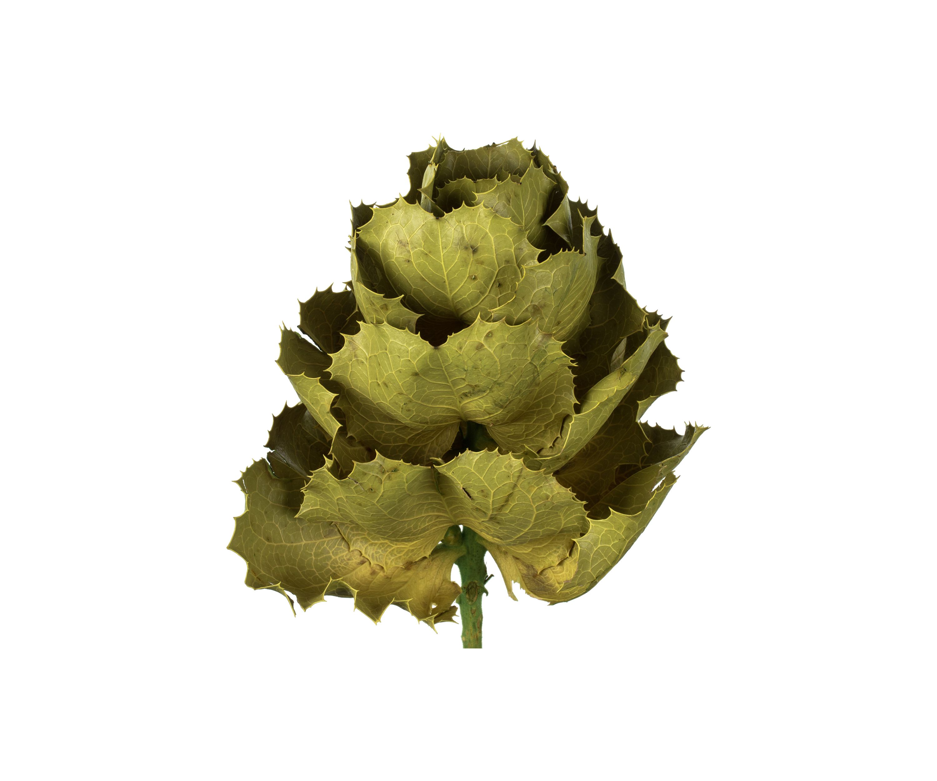 Basil Queen Flower