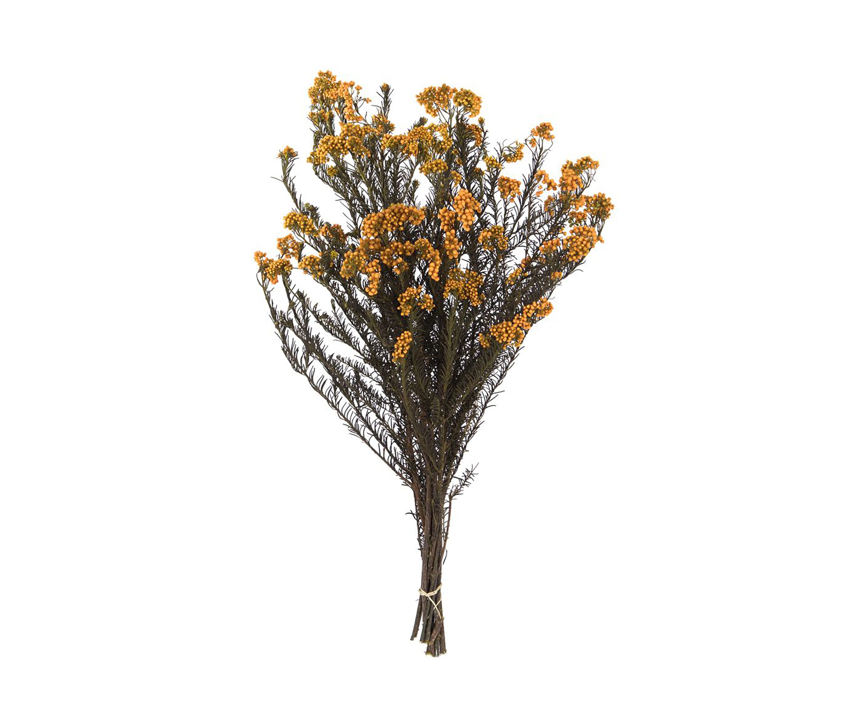 Rice Flower. Comes in a 4.25 oz Bundle. Preserved