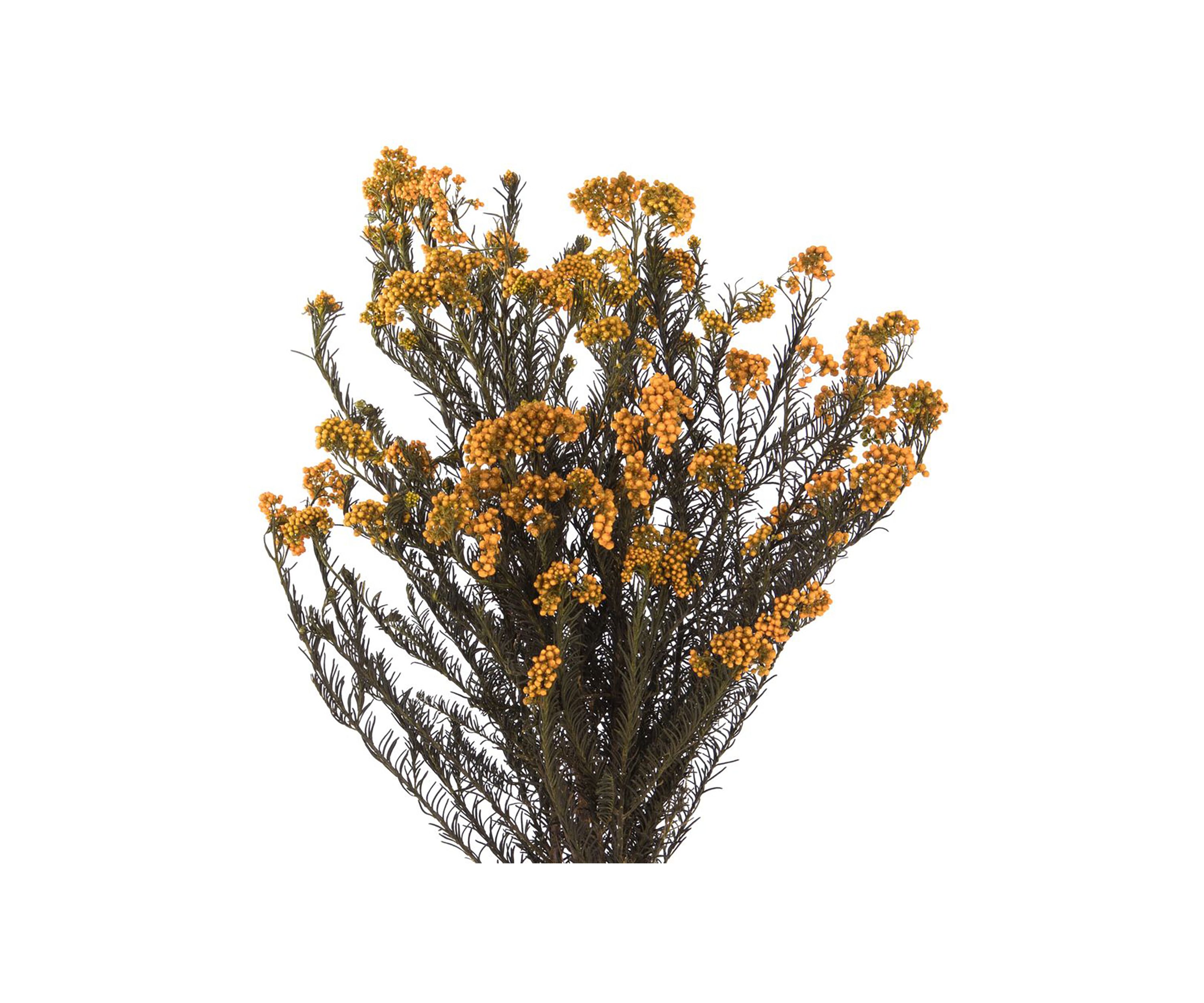 Rice Flower. Comes in a 4.25 oz Bundle. Preserved
