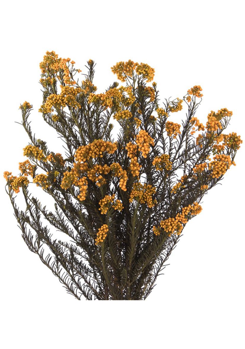 Rice Flower. Comes in a 4.25 oz Bundle. Preserved