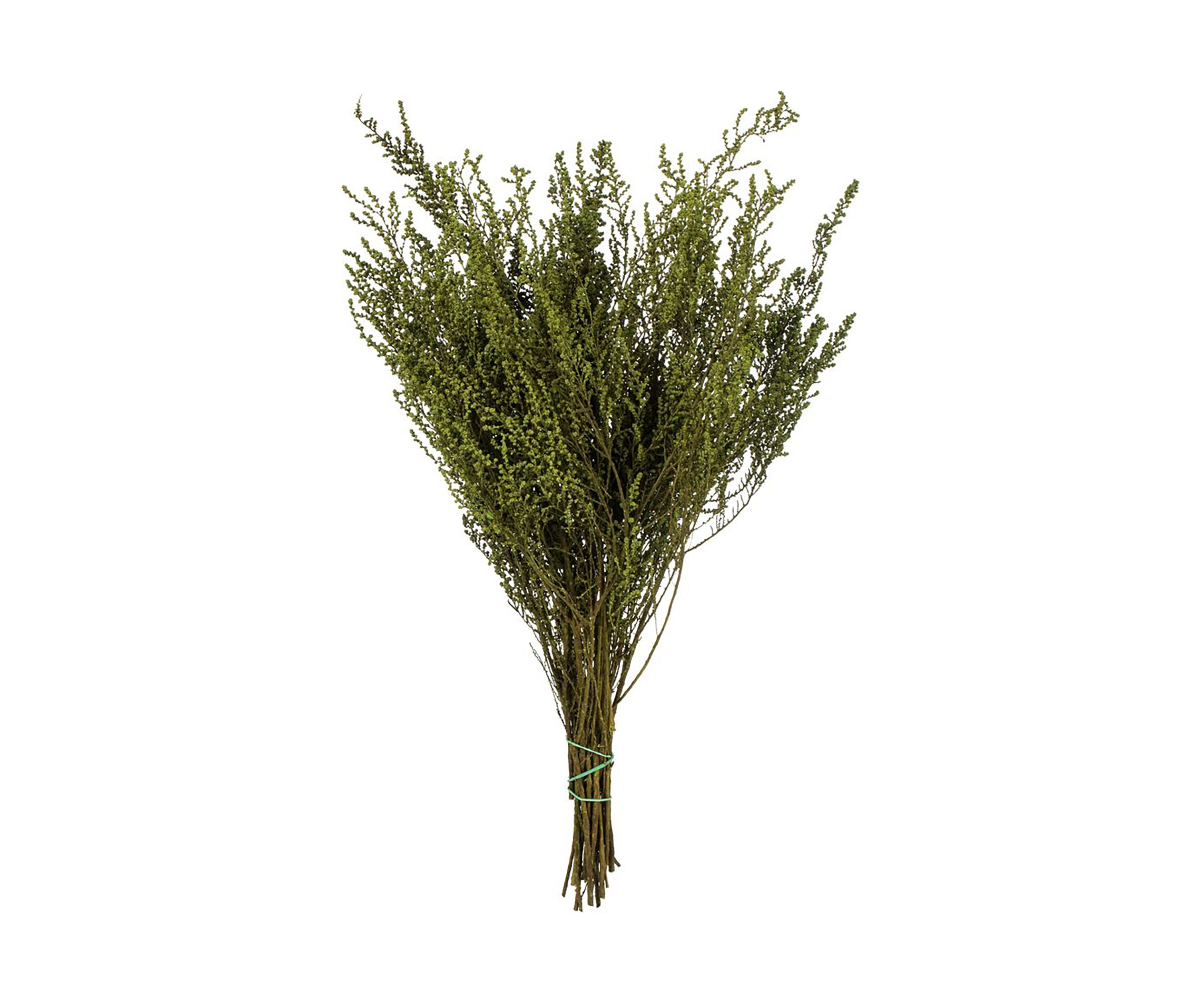 Stoebe Bundle