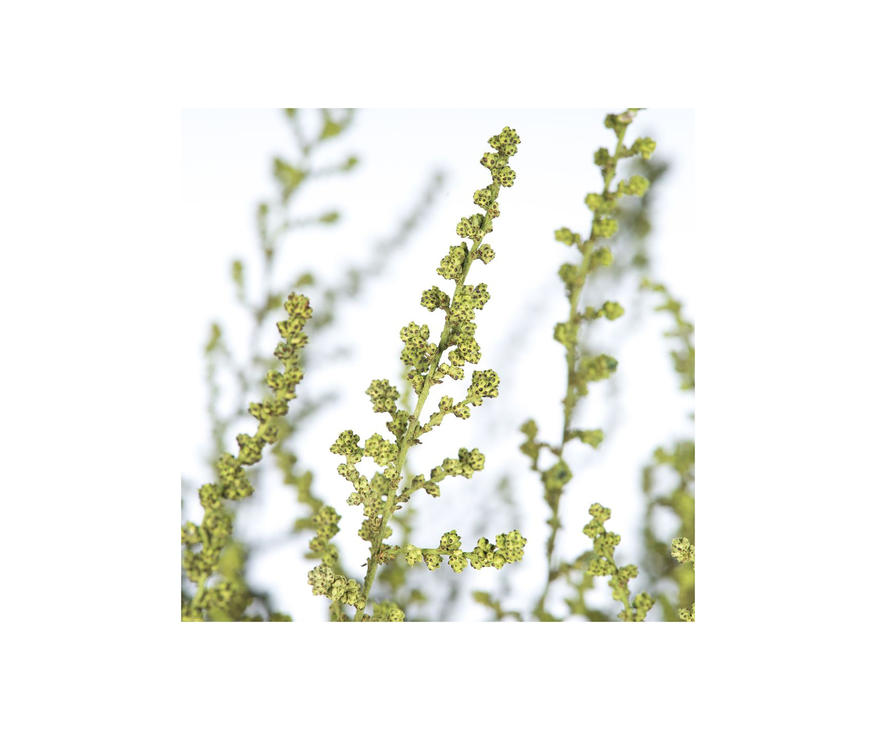 Stoebe Bundle