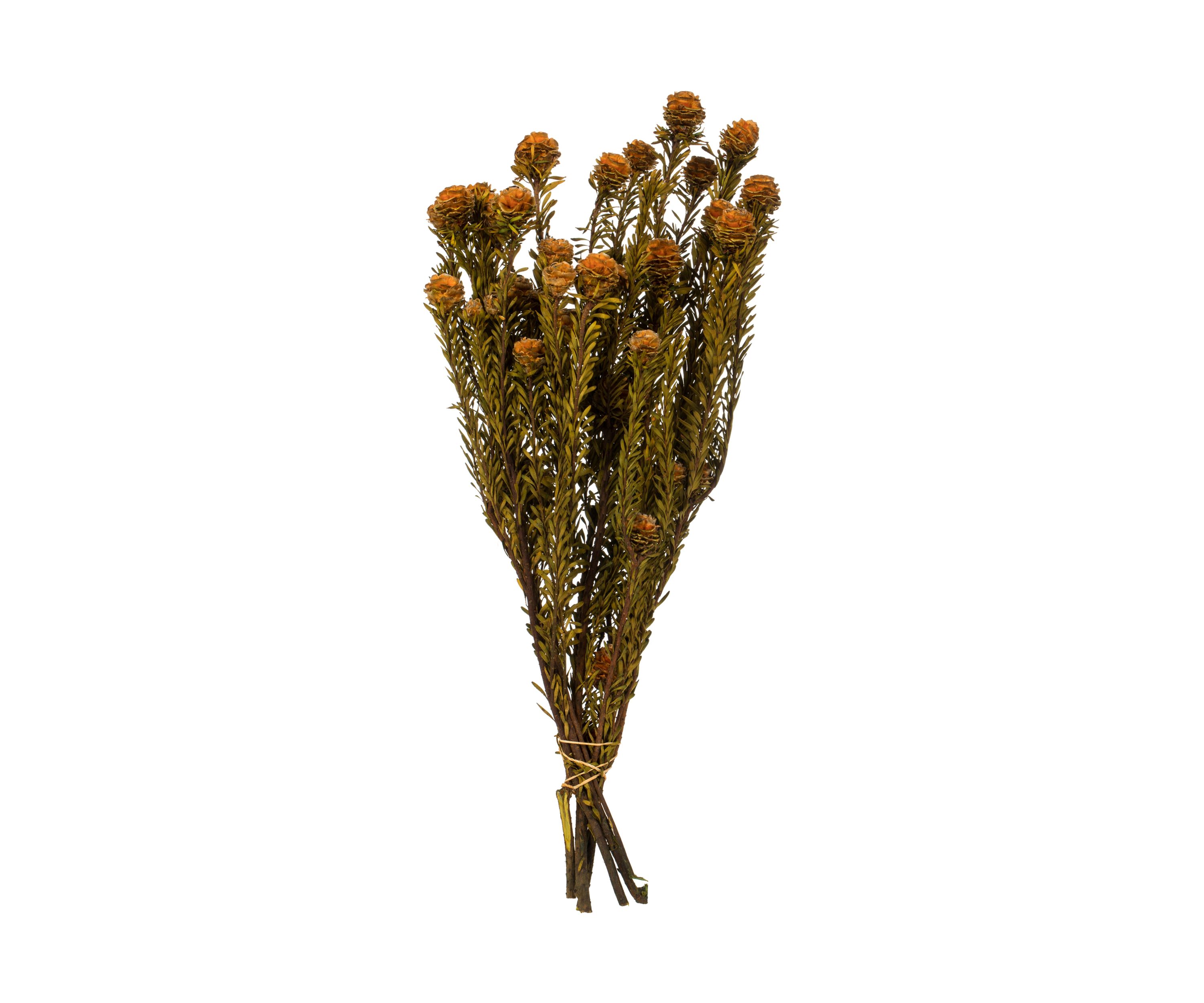 Autumn Tortum Bundle Female