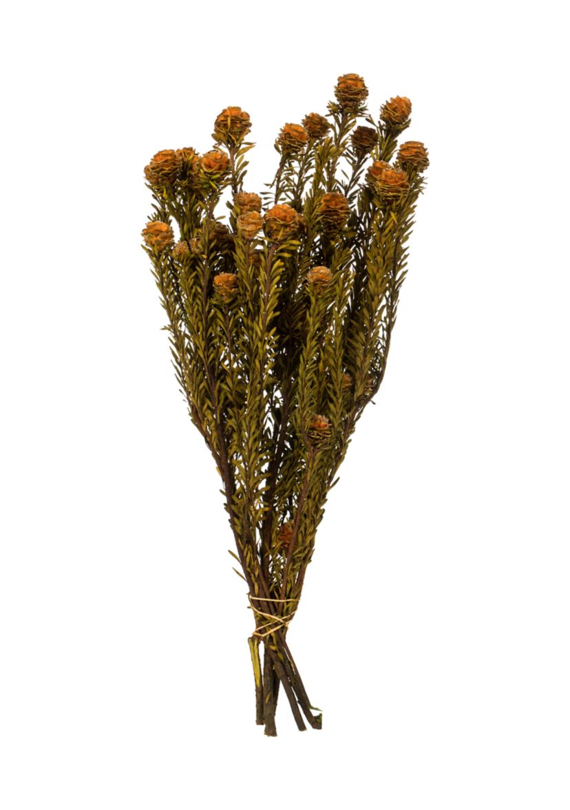 Autumn Tortum Bundle Female
