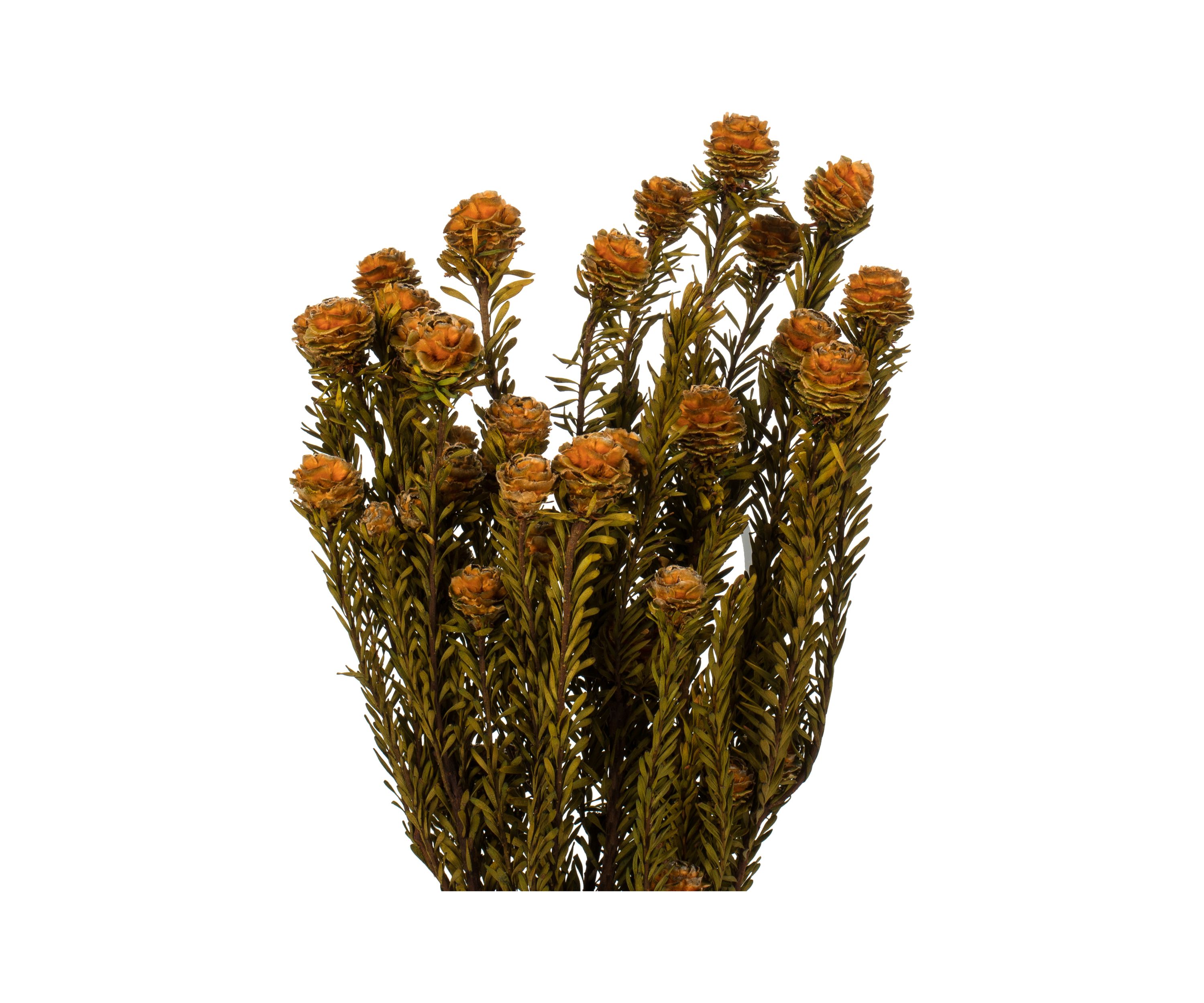 Autumn Tortum Bundle Female