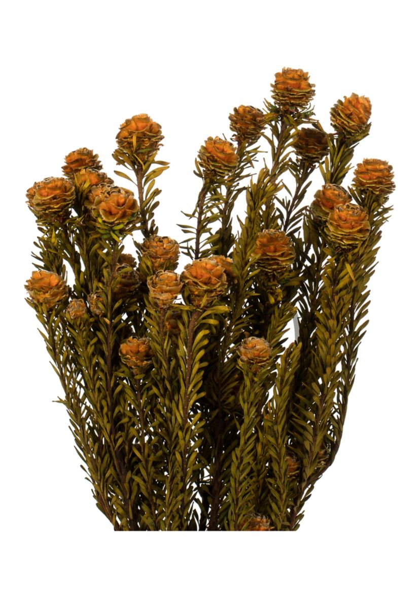 Autumn Tortum Bundle Female