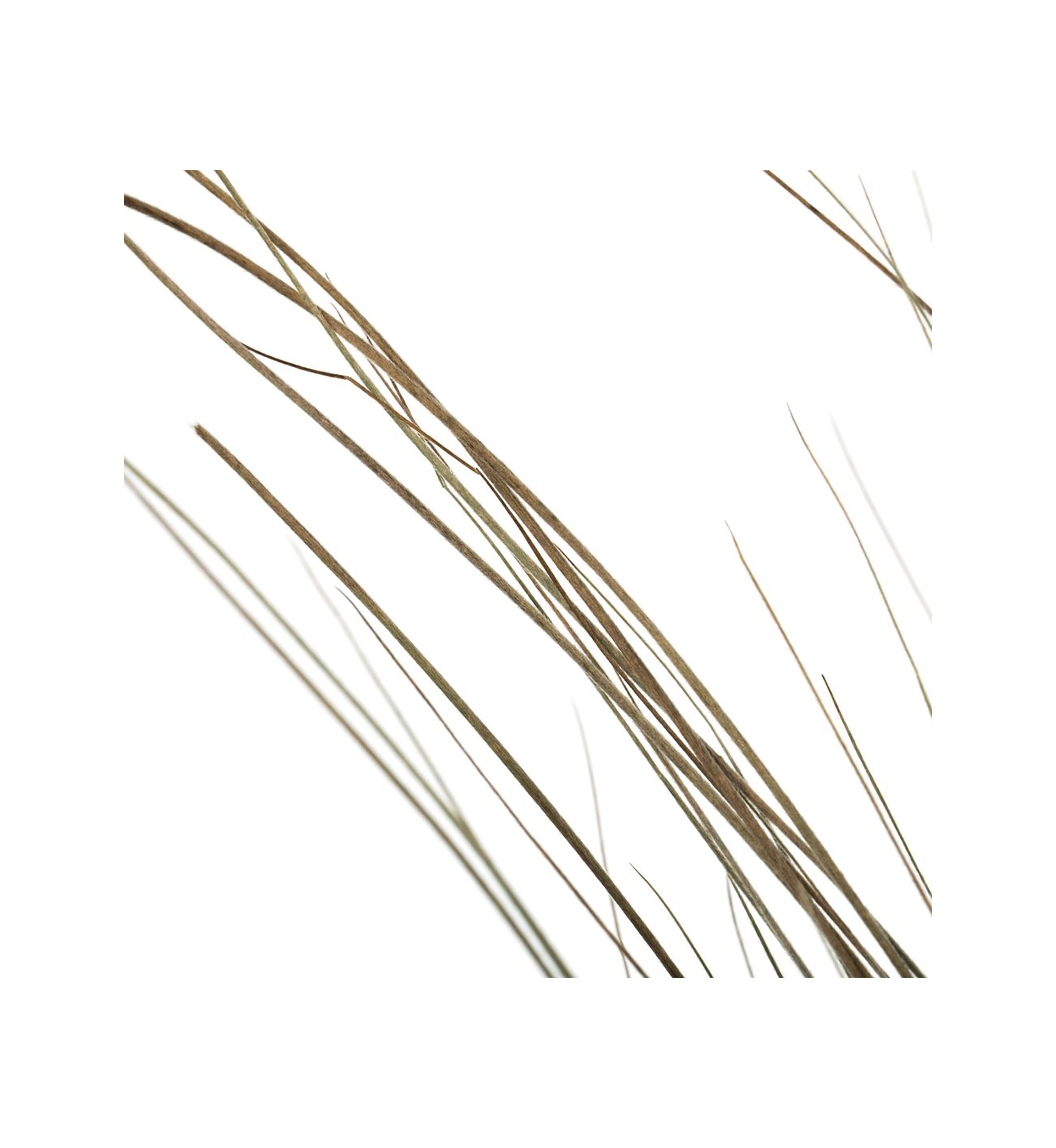 Bright Grass 80z Bunch, 2 pack, Dried