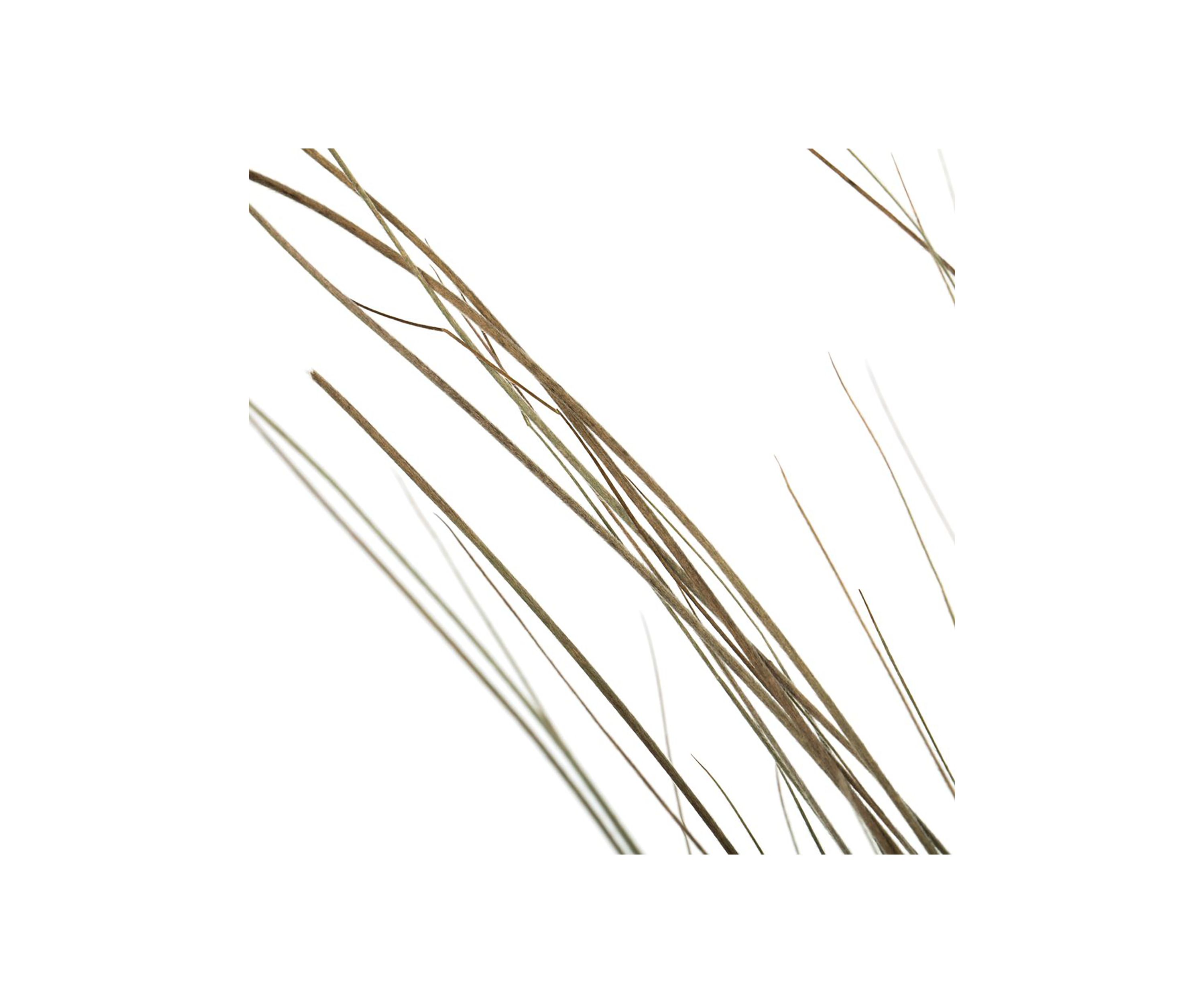 Bright Grass 80z Bunch, 2 pack, Dried