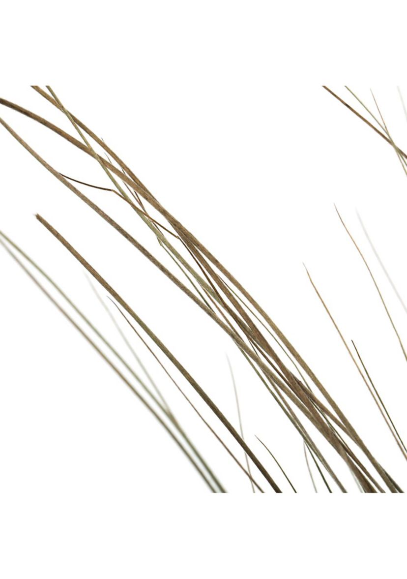 Bright Grass 80z Bunch, 2 pack, Dried