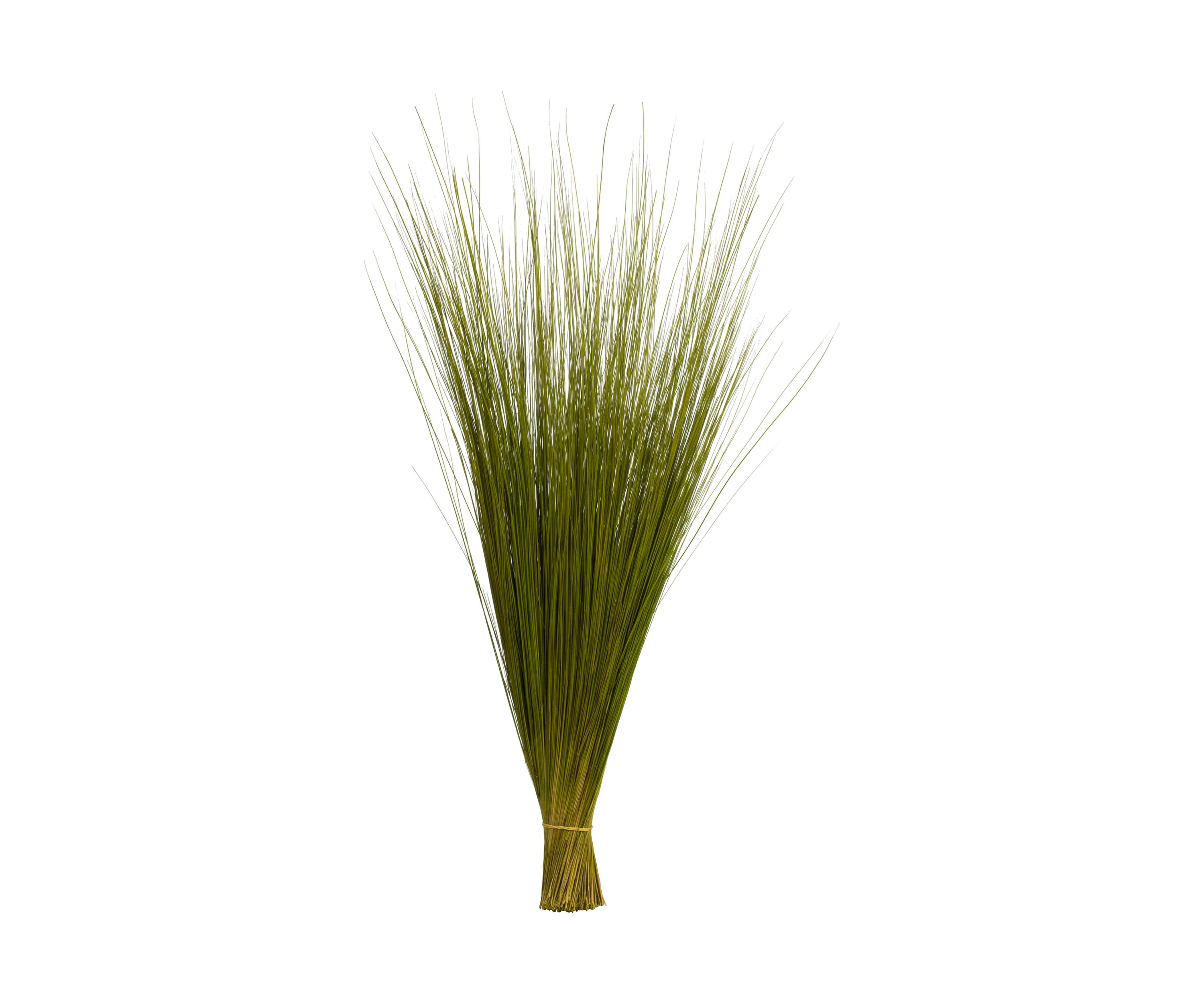 Basil Bright Grass
