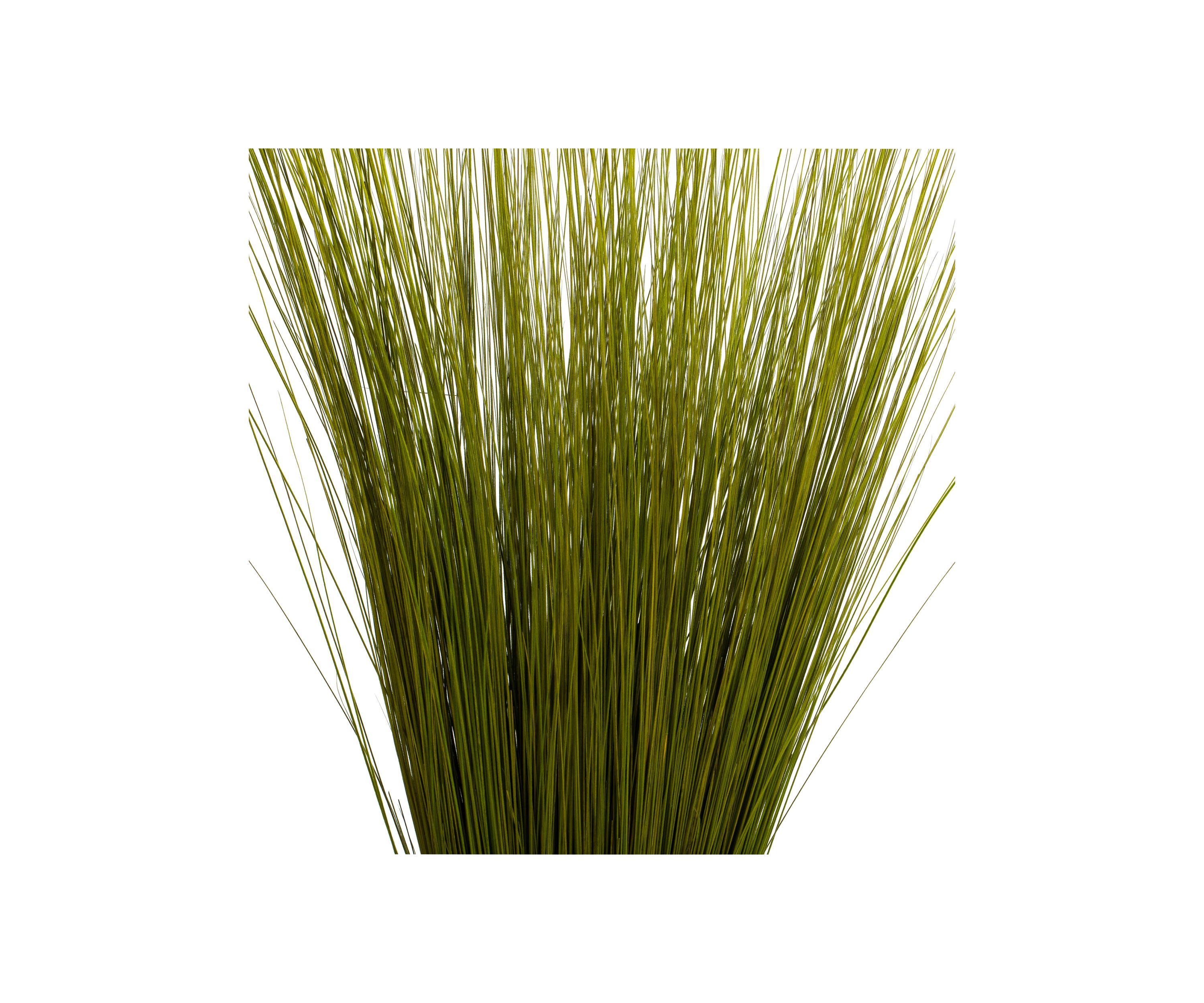 Basil Bright Grass