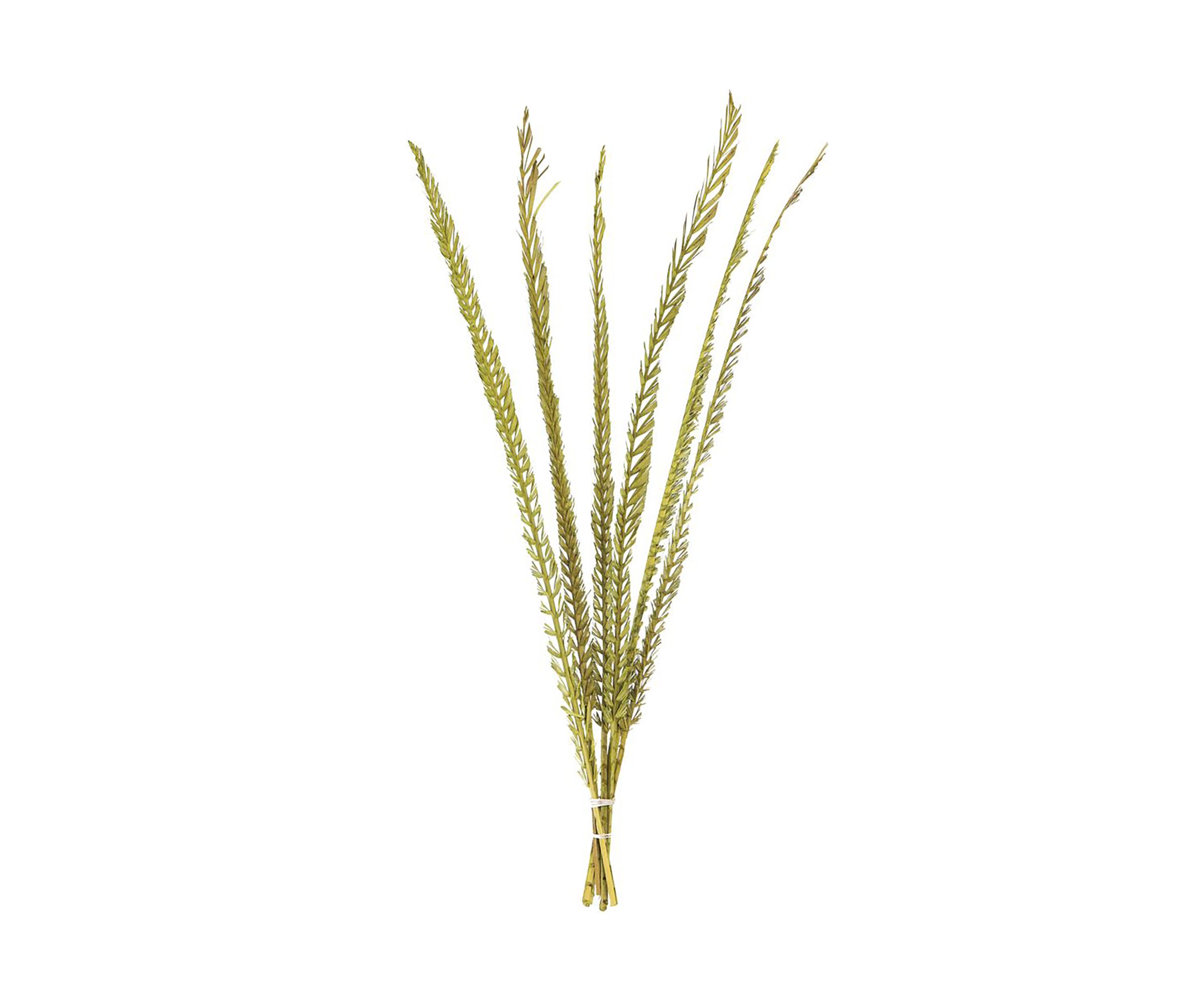 Basil Coco Palm Thin Spine, Basil, 6 STEM BU (CPD-10), Dried