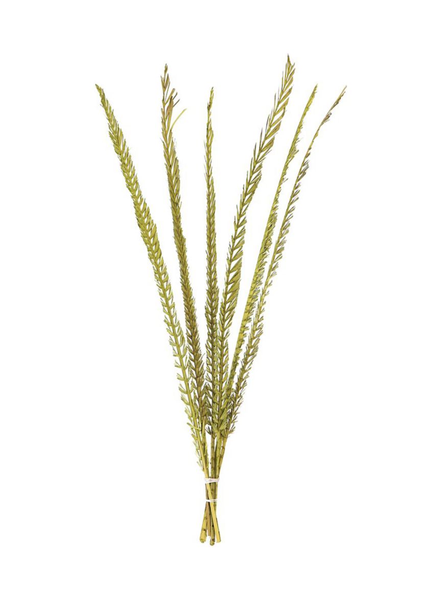 Basil Coco Palm Thin Spine, Basil, 6 STEM BU (CPD-10), Dried