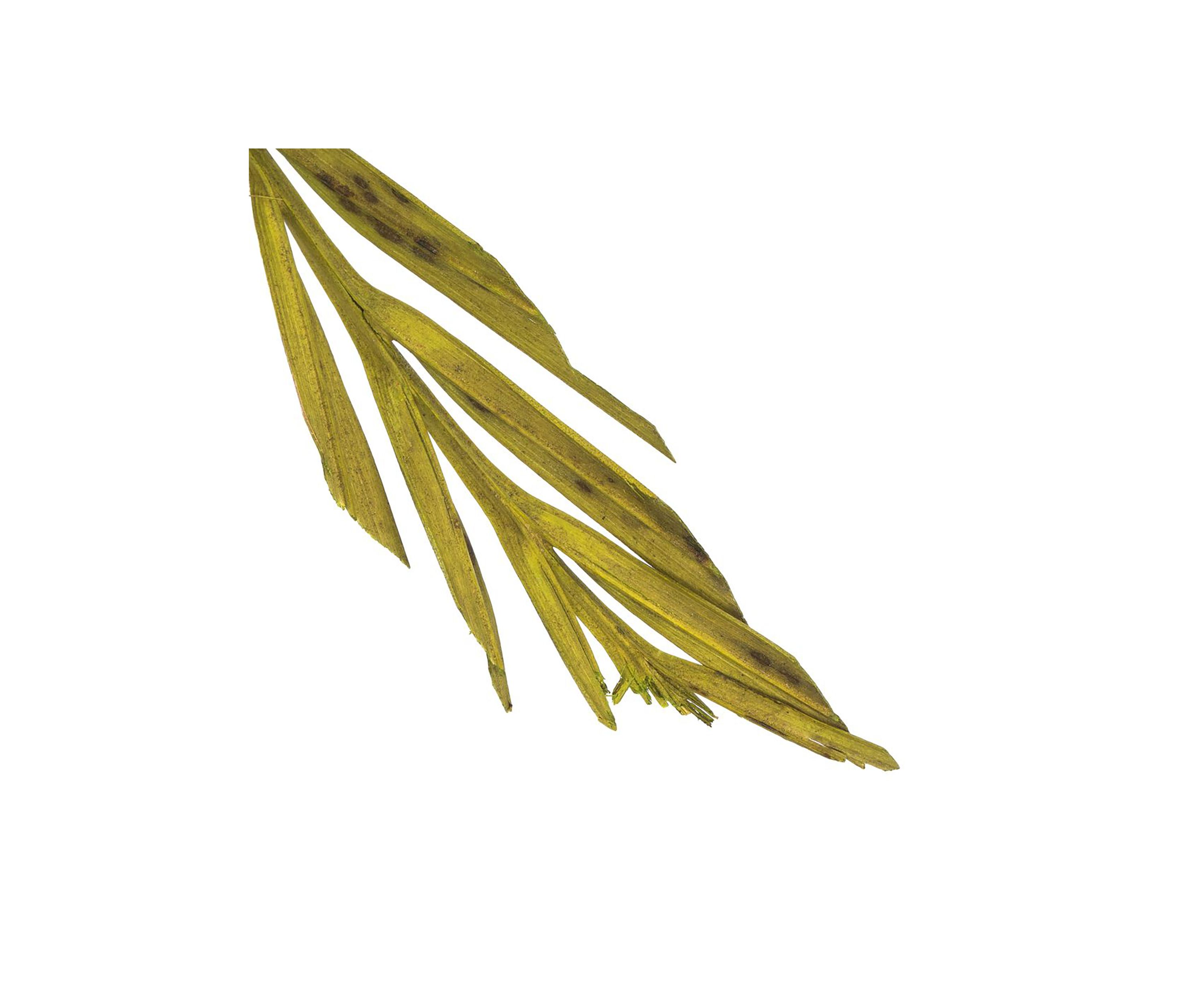 Basil Coco Palm Thin Spine, Basil, 6 STEM BU (CPD-10), Dried