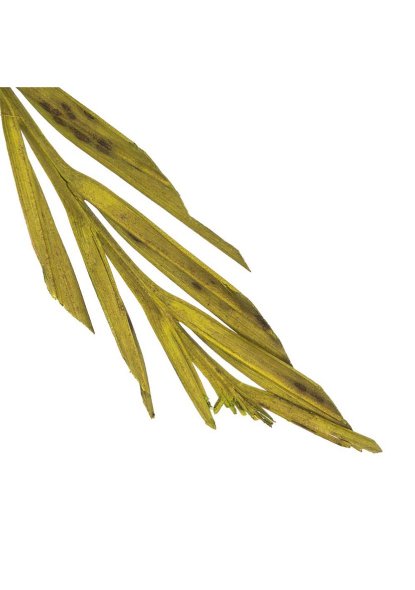 Basil Coco Palm Thin Spine, Basil, 6 STEM BU (CPD-10), Dried