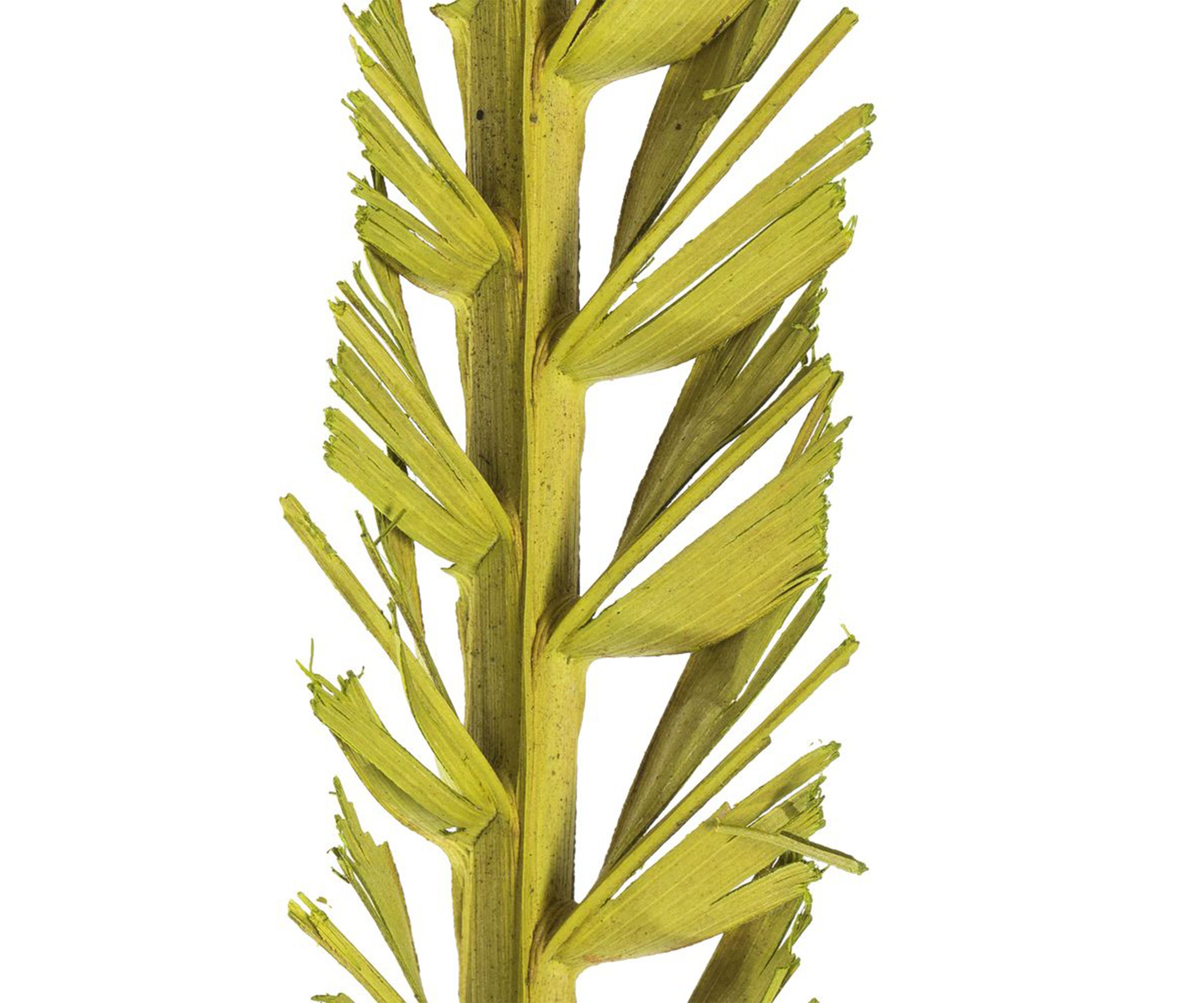 Basil Coco Palm Thin Spine, Basil, 6 STEM BU (CPD-10), Dried