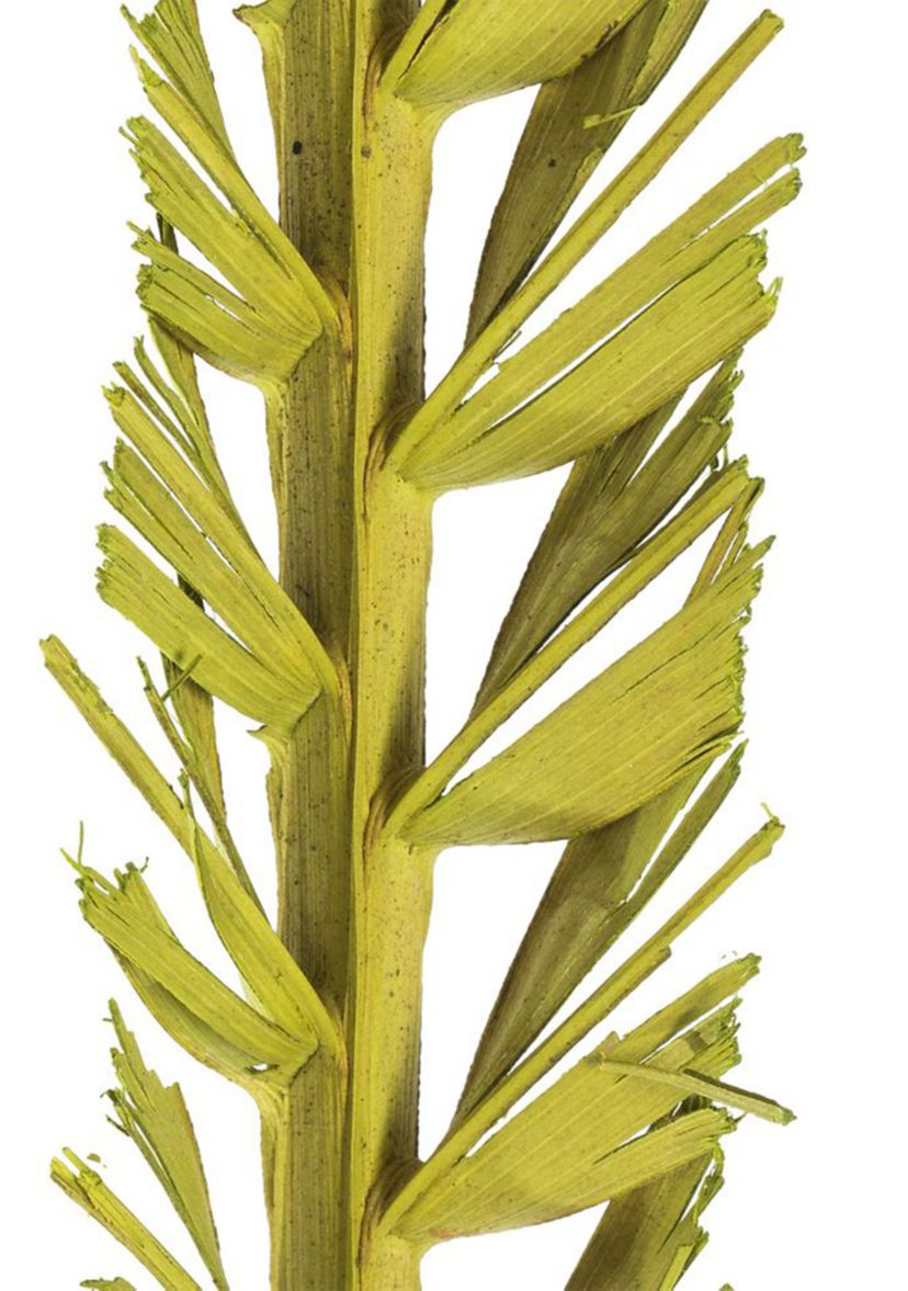 Basil Coco Palm Thin Spine, Basil, 6 STEM BU (CPD-10), Dried