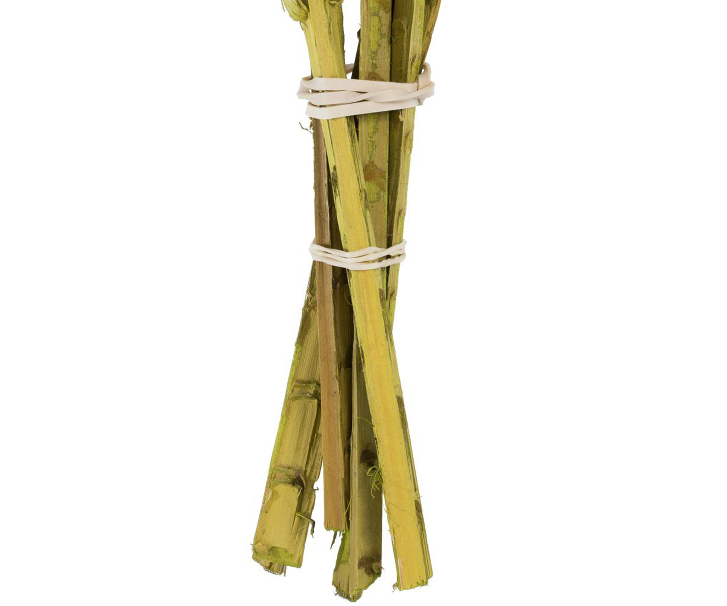 Basil Coco Palm Thin Spine, Basil, 6 STEM BU (CPD-10), Dried