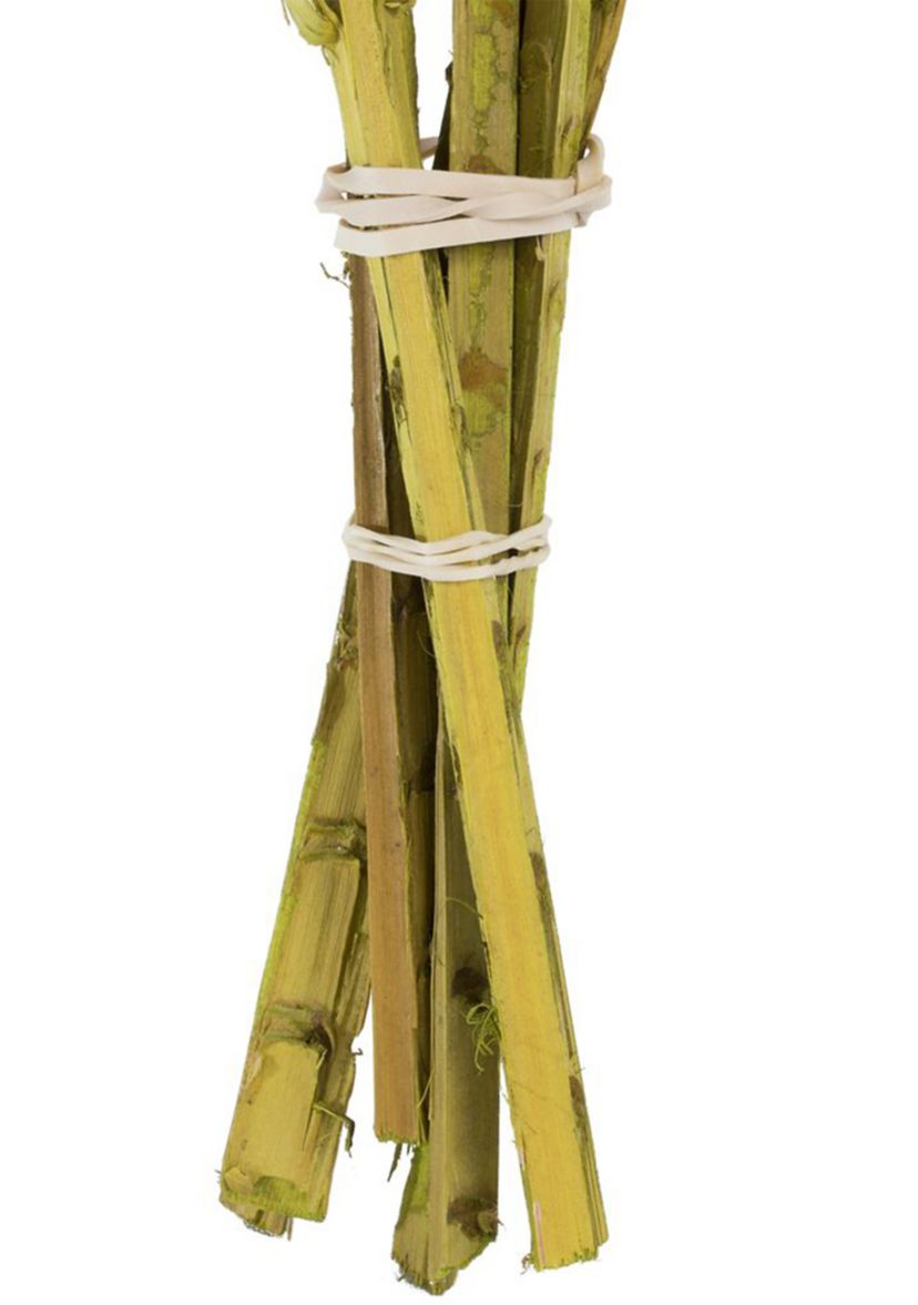 Basil Coco Palm Thin Spine, Basil, 6 STEM BU (CPD-10), Dried