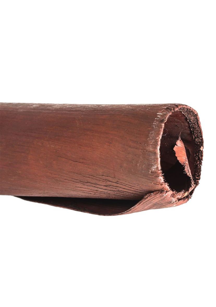 Natural Cavalo Horn, 2 pack, Dried