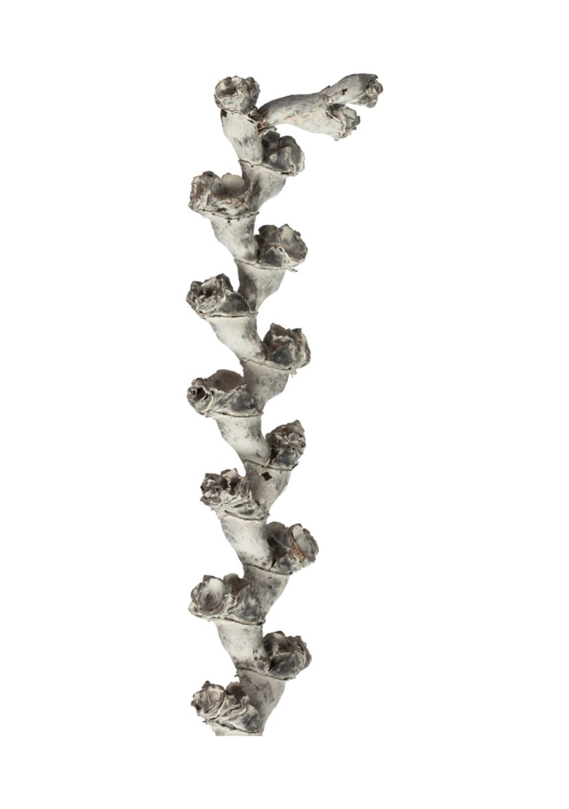 White Wash Ladder Branches
