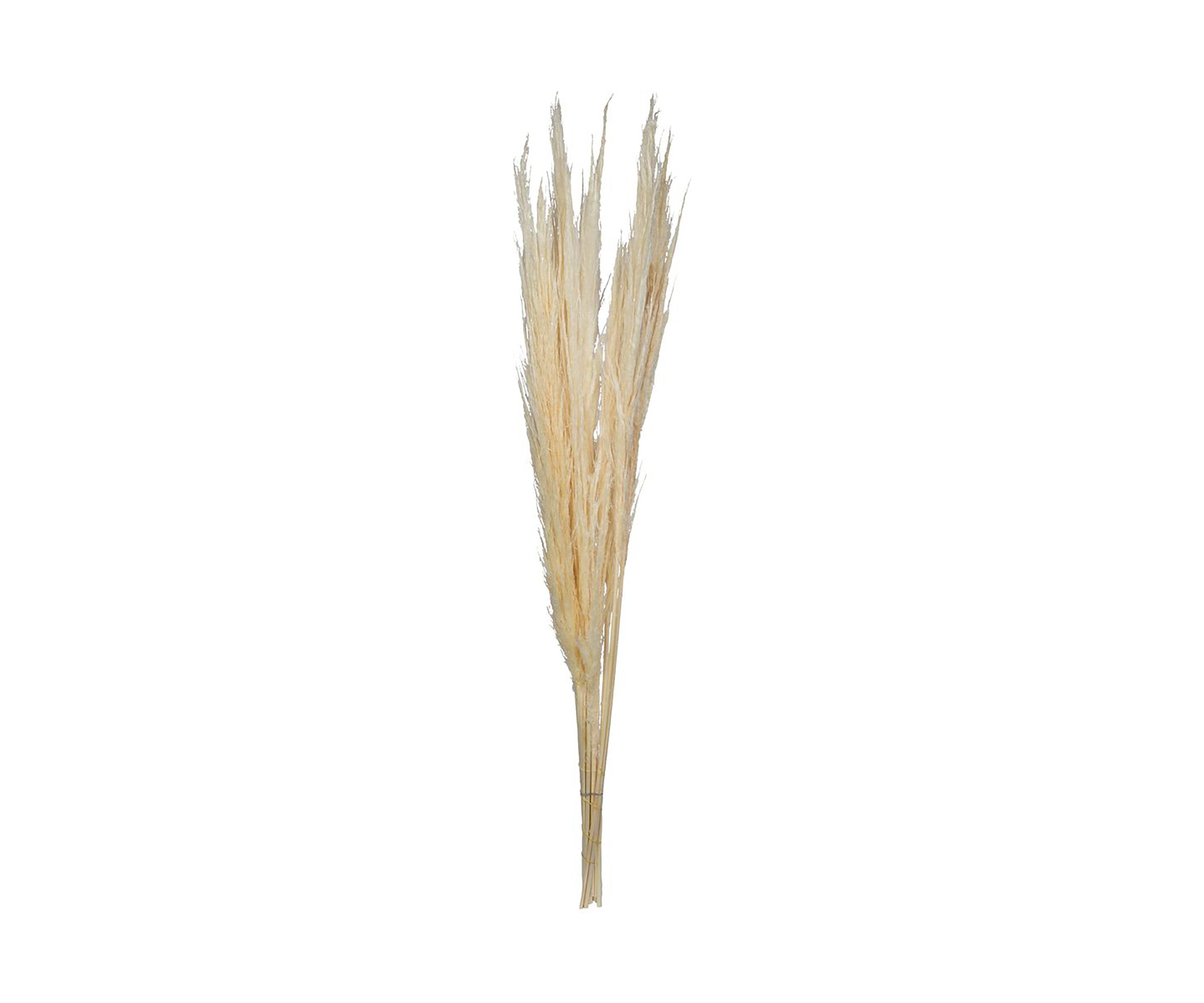 Dried Pampas Grass, 6 pieces per Pack.