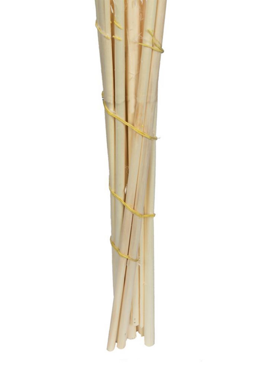 Dried Pampas Grass, 6 pieces per Pack.