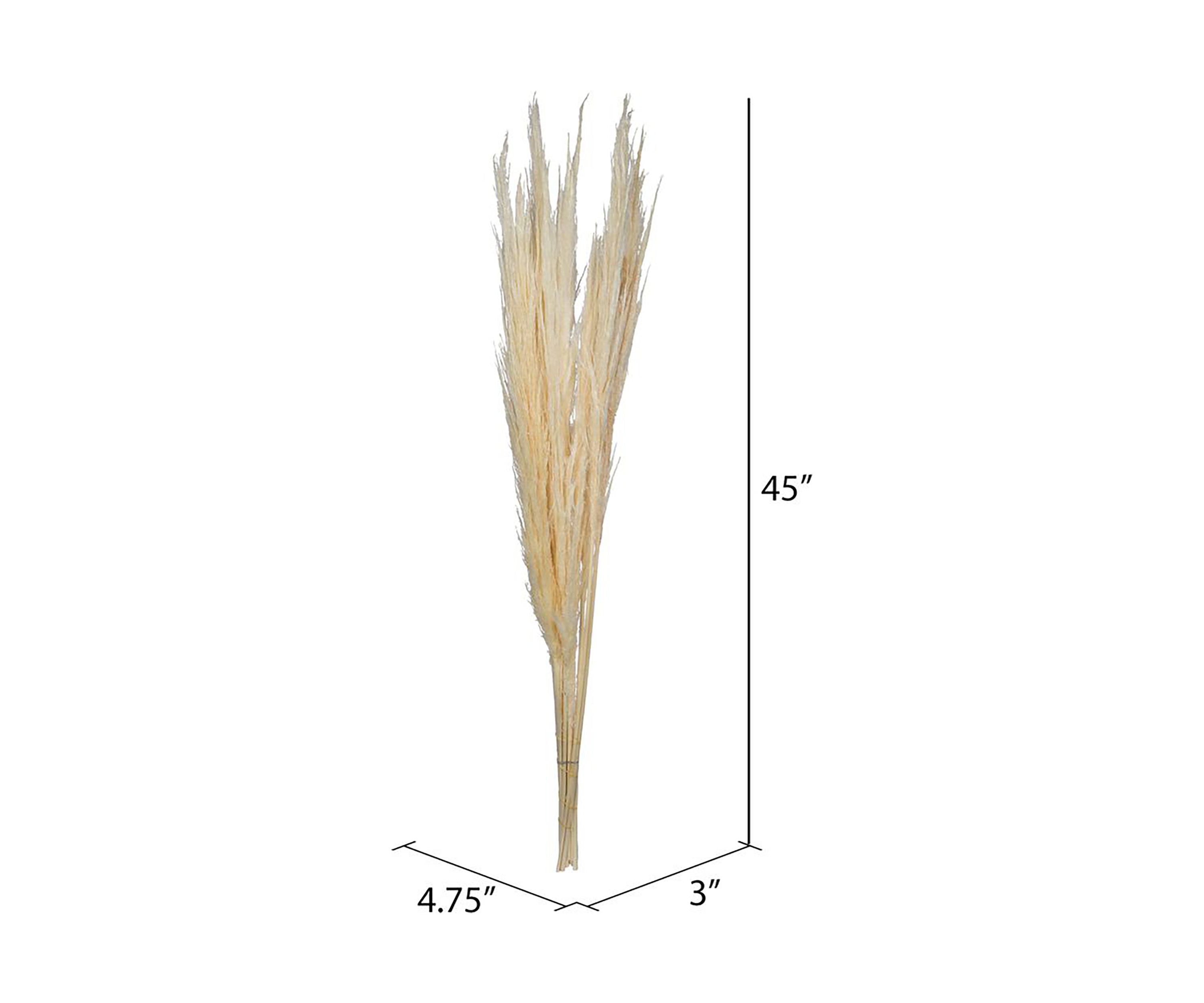 Dried Pampas Grass, 6 pieces per Pack.