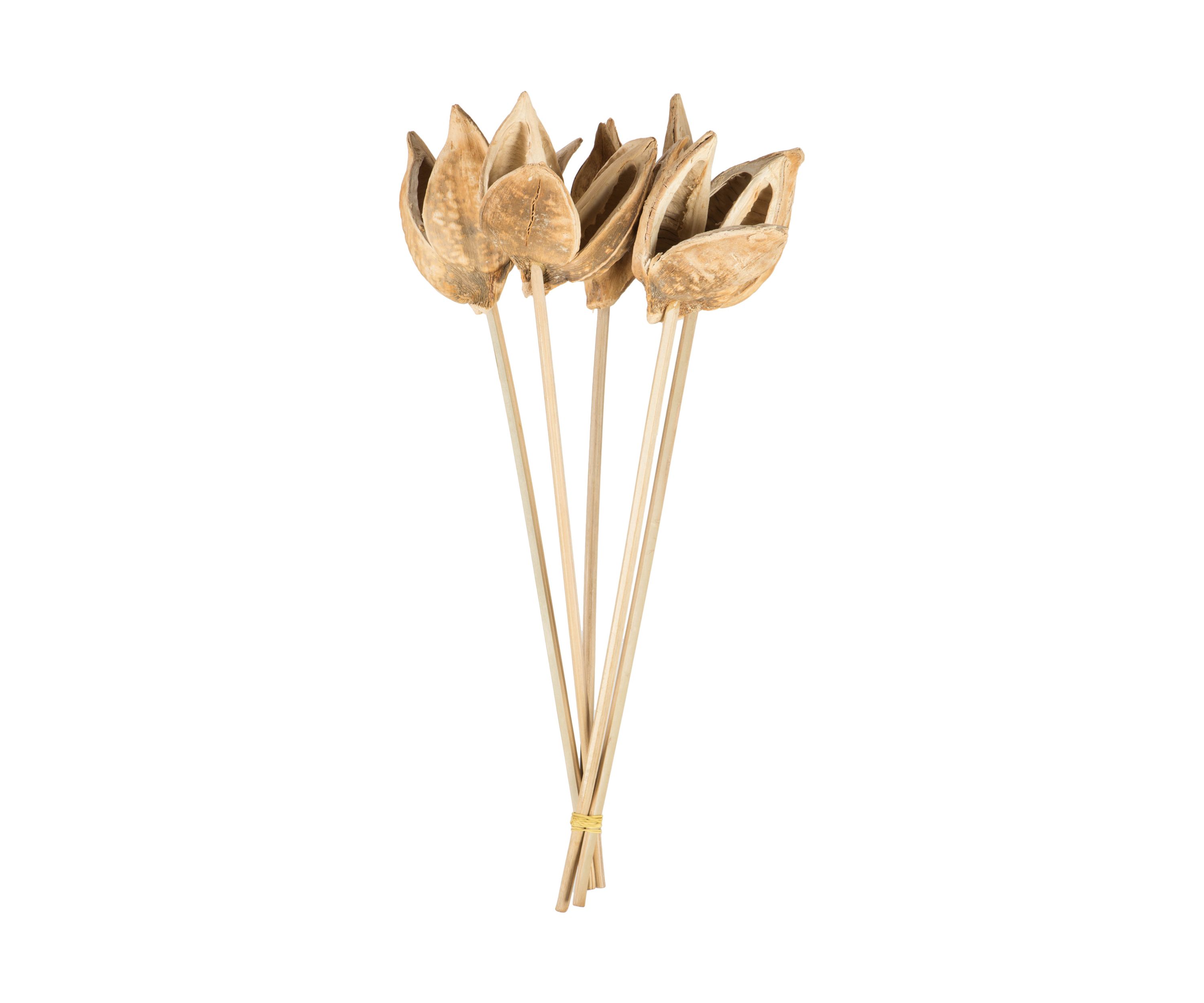 Bleached Sora Pod Stemmed 5 Stems 