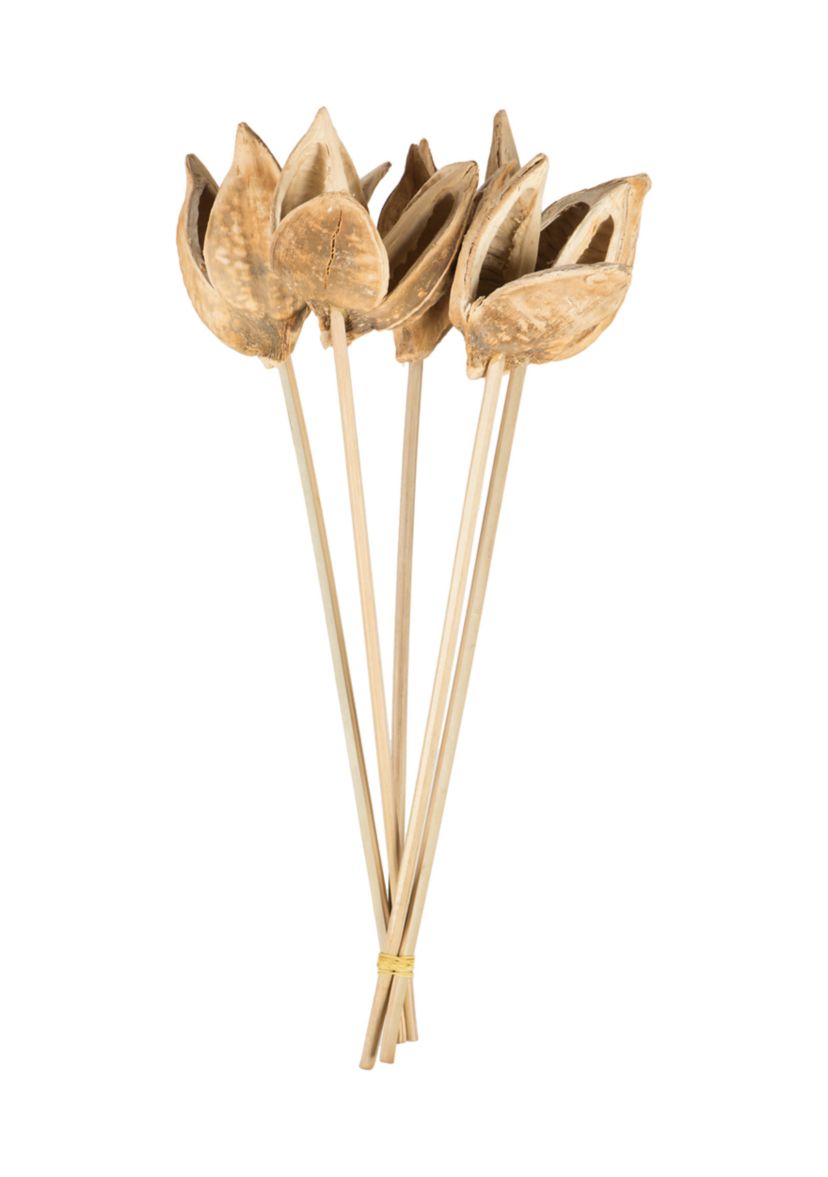 Bleached Sora Pod Stemmed 5 Stems 
