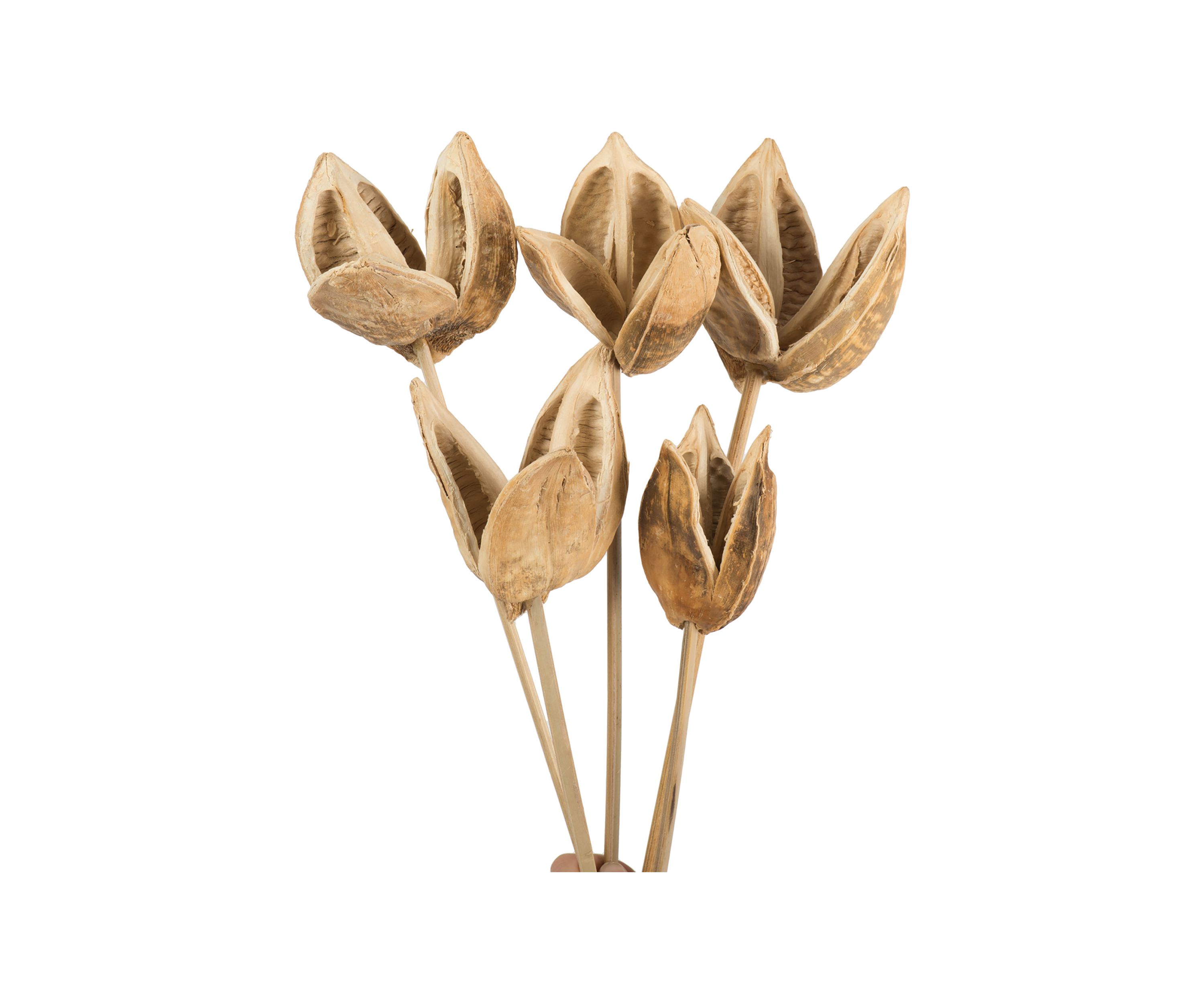 Bleached Sora Pod Stemmed 5 Stems 