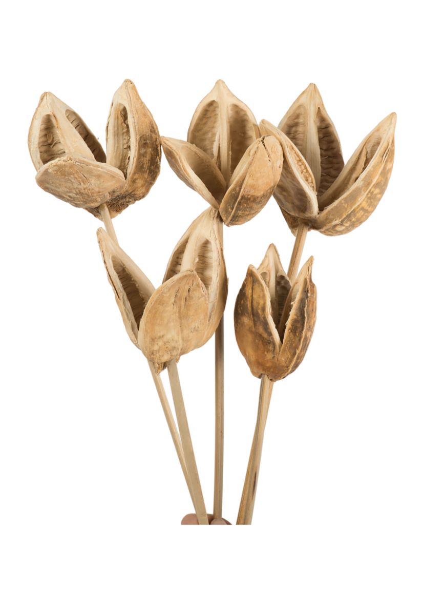 Bleached Sora Pod Stemmed 5 Stems 