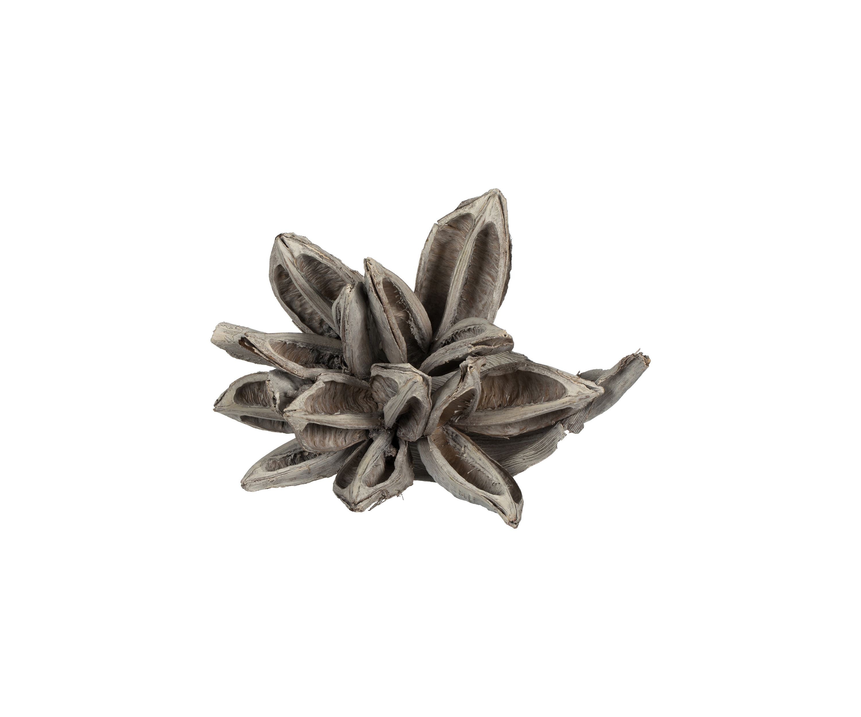 White Wash Star Pod 