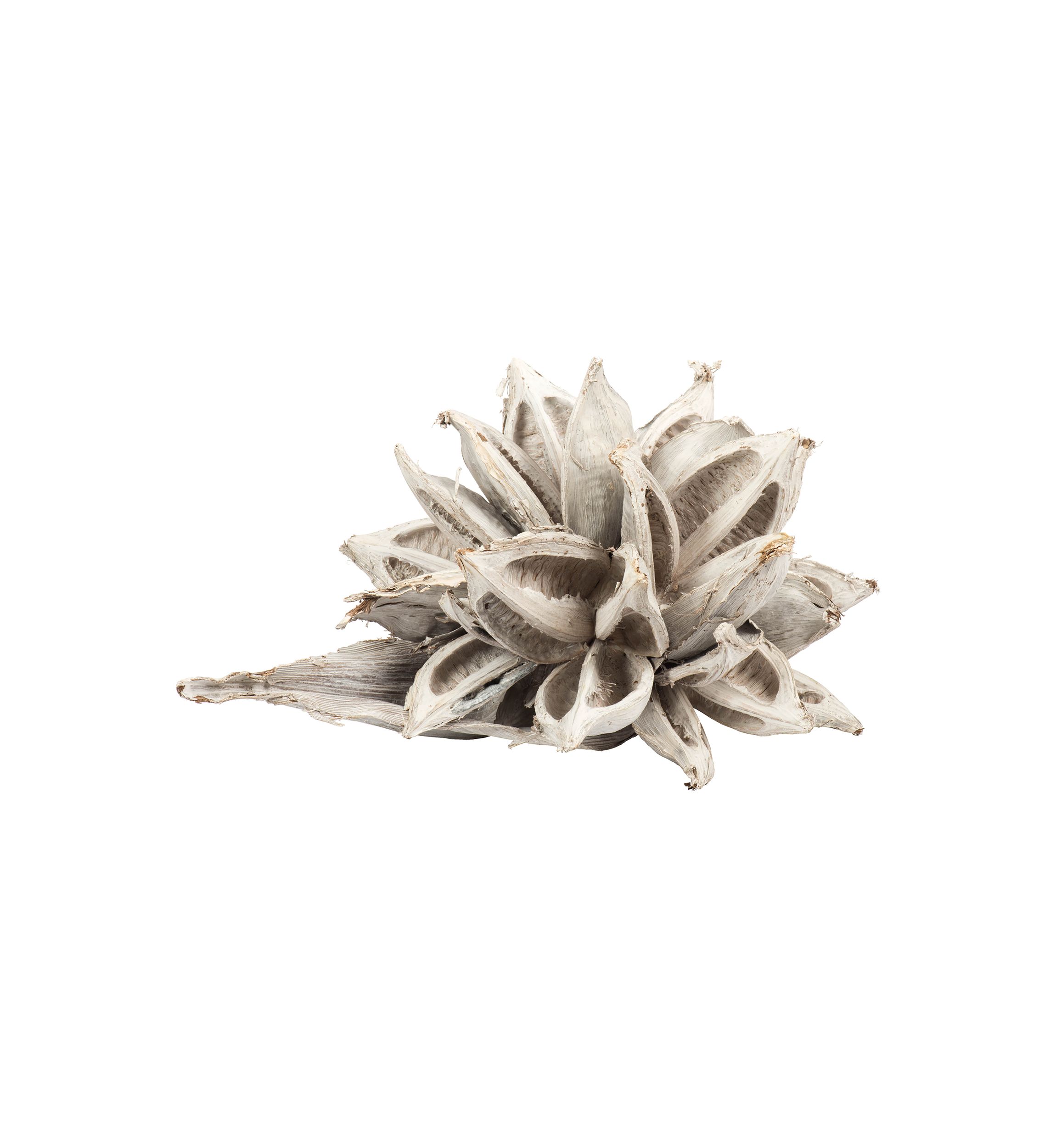 White Wash Star Pod