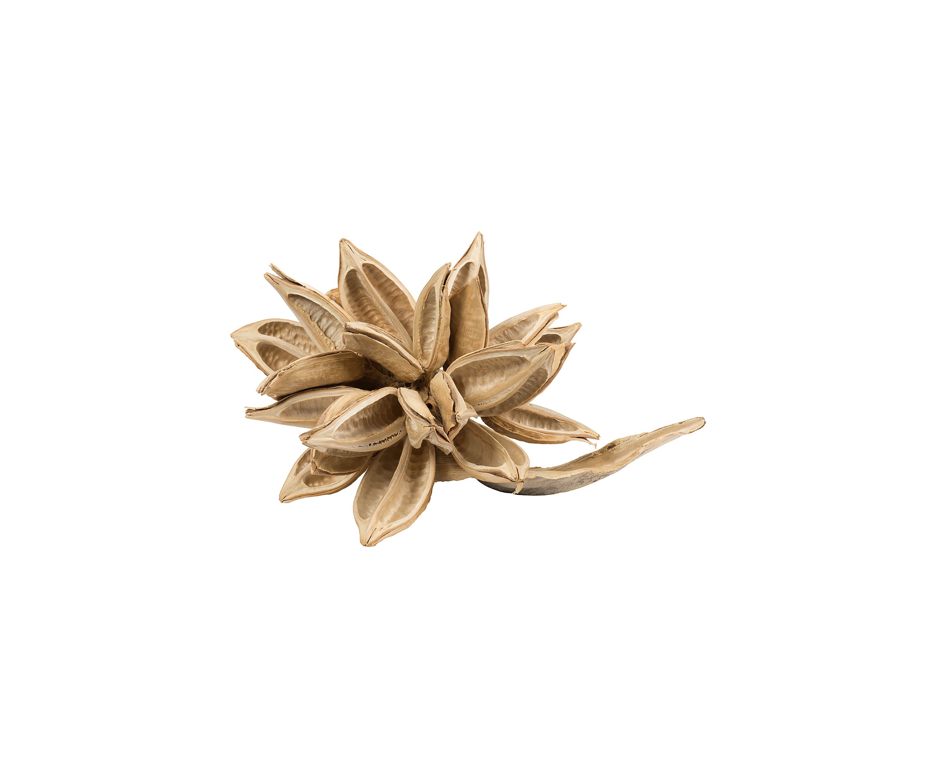Vickerman 12-16" Bleached Star Pod, Extra Large
