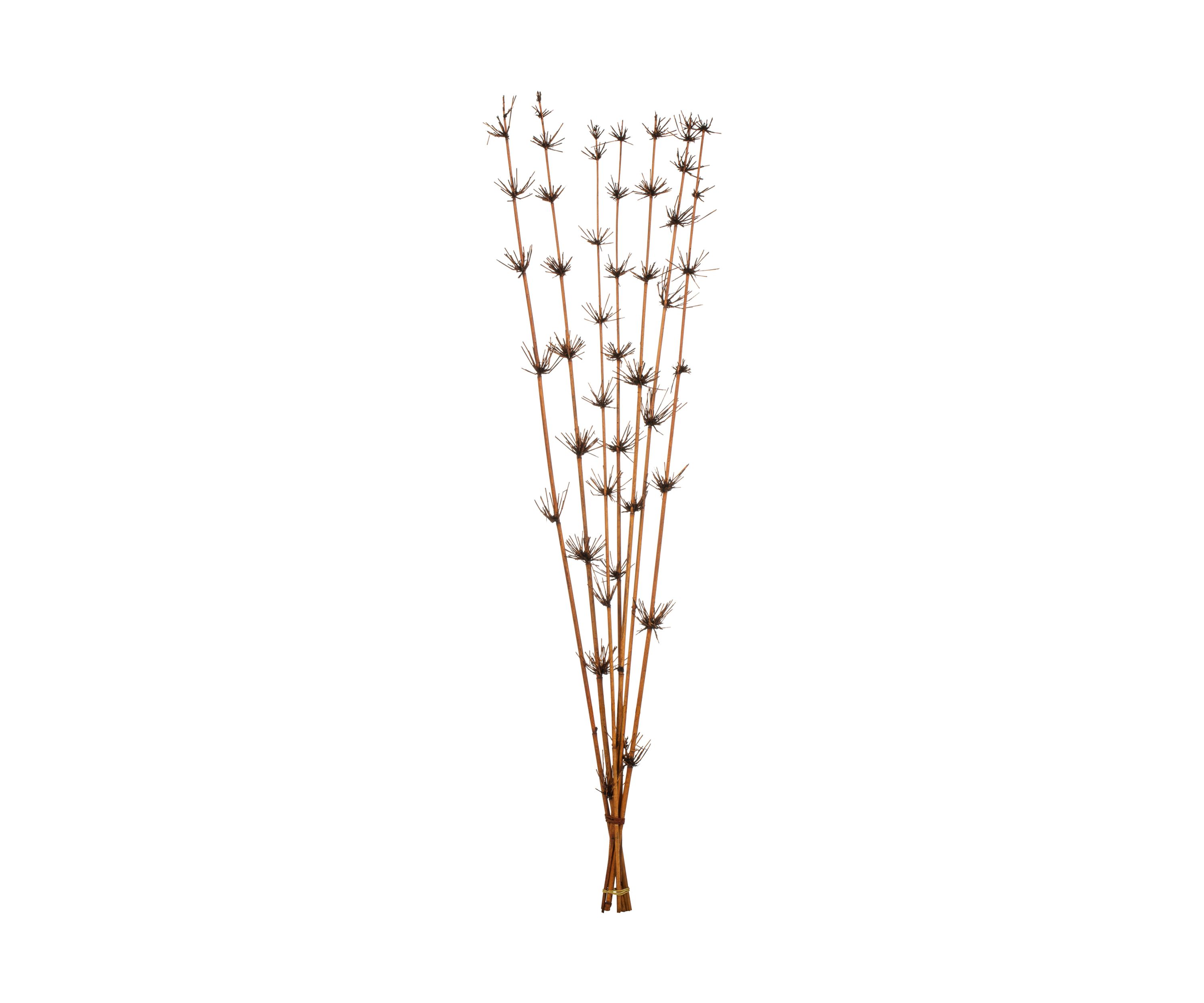 Brown Star Bamboo Reed