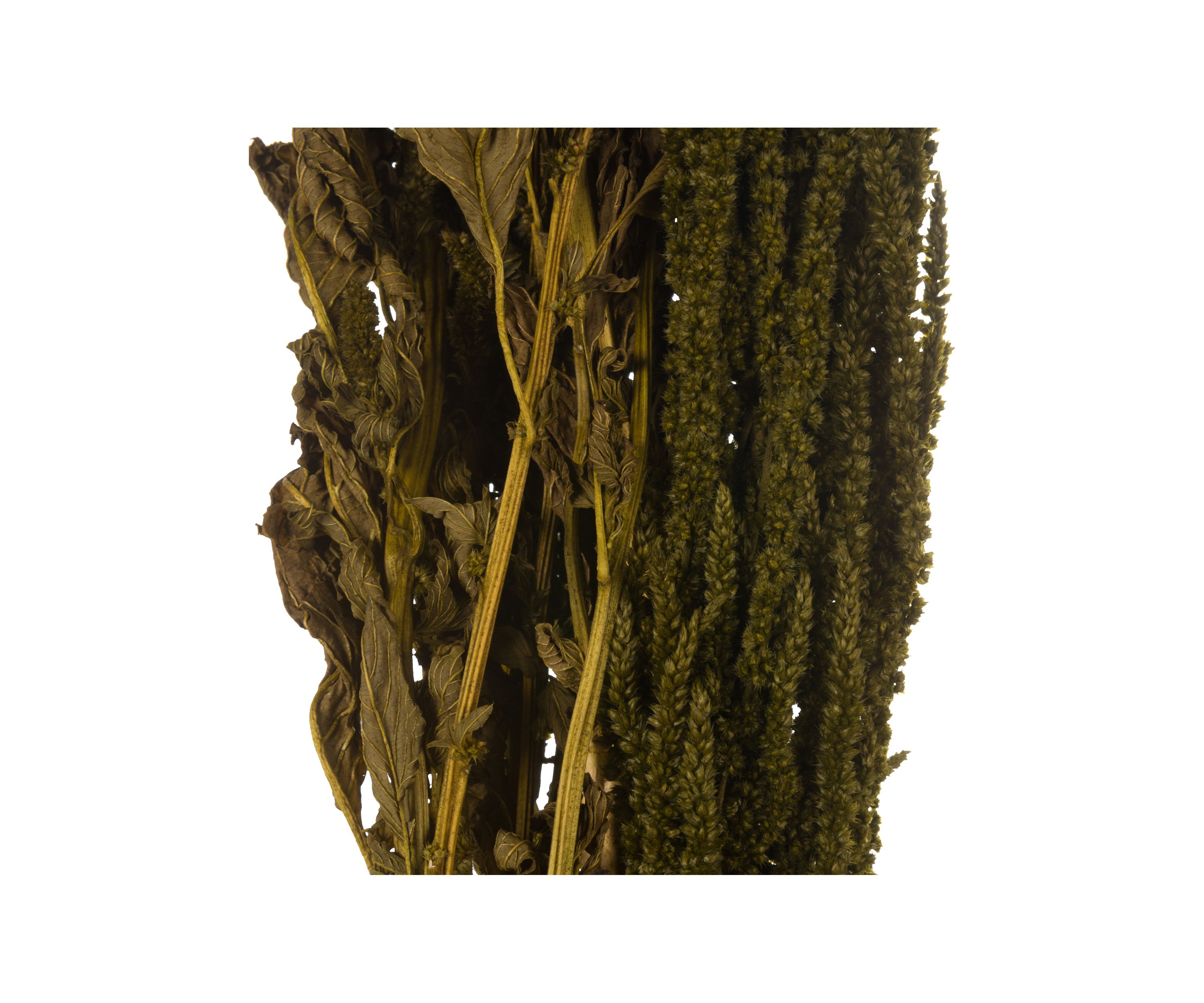 Light Green Amaranthus Bundle
