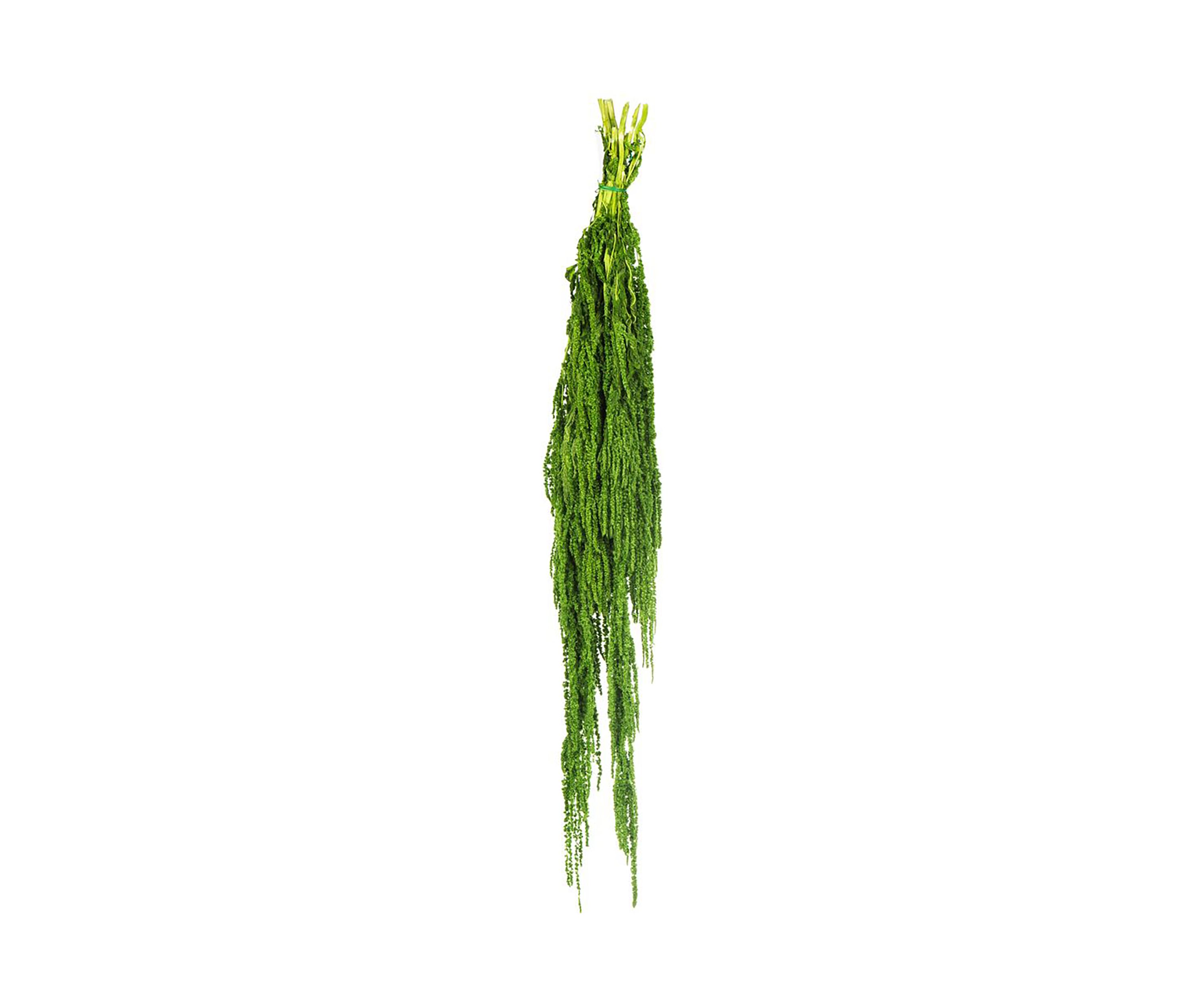 Amaranthus Bundle