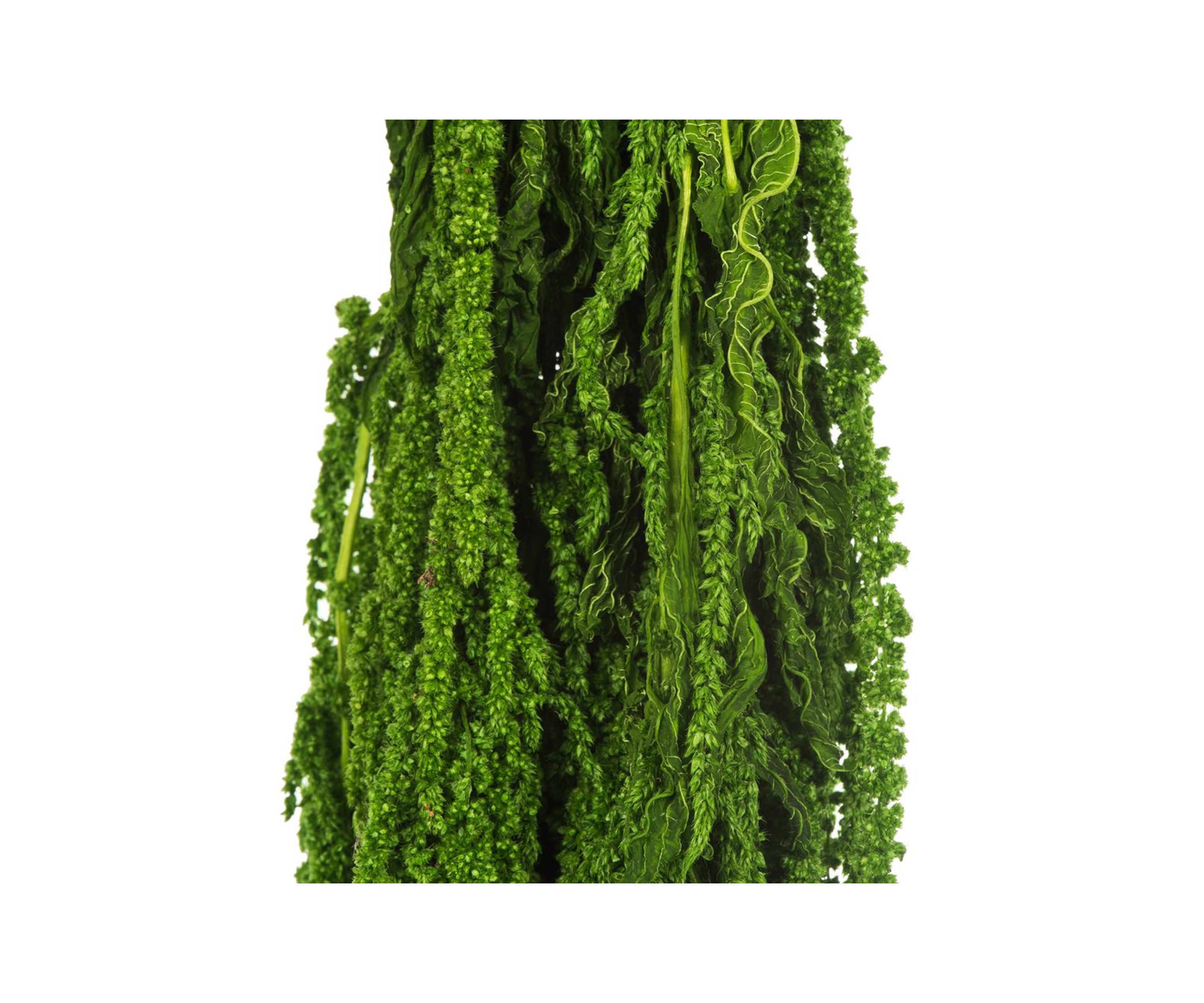 Amaranthus Bundle