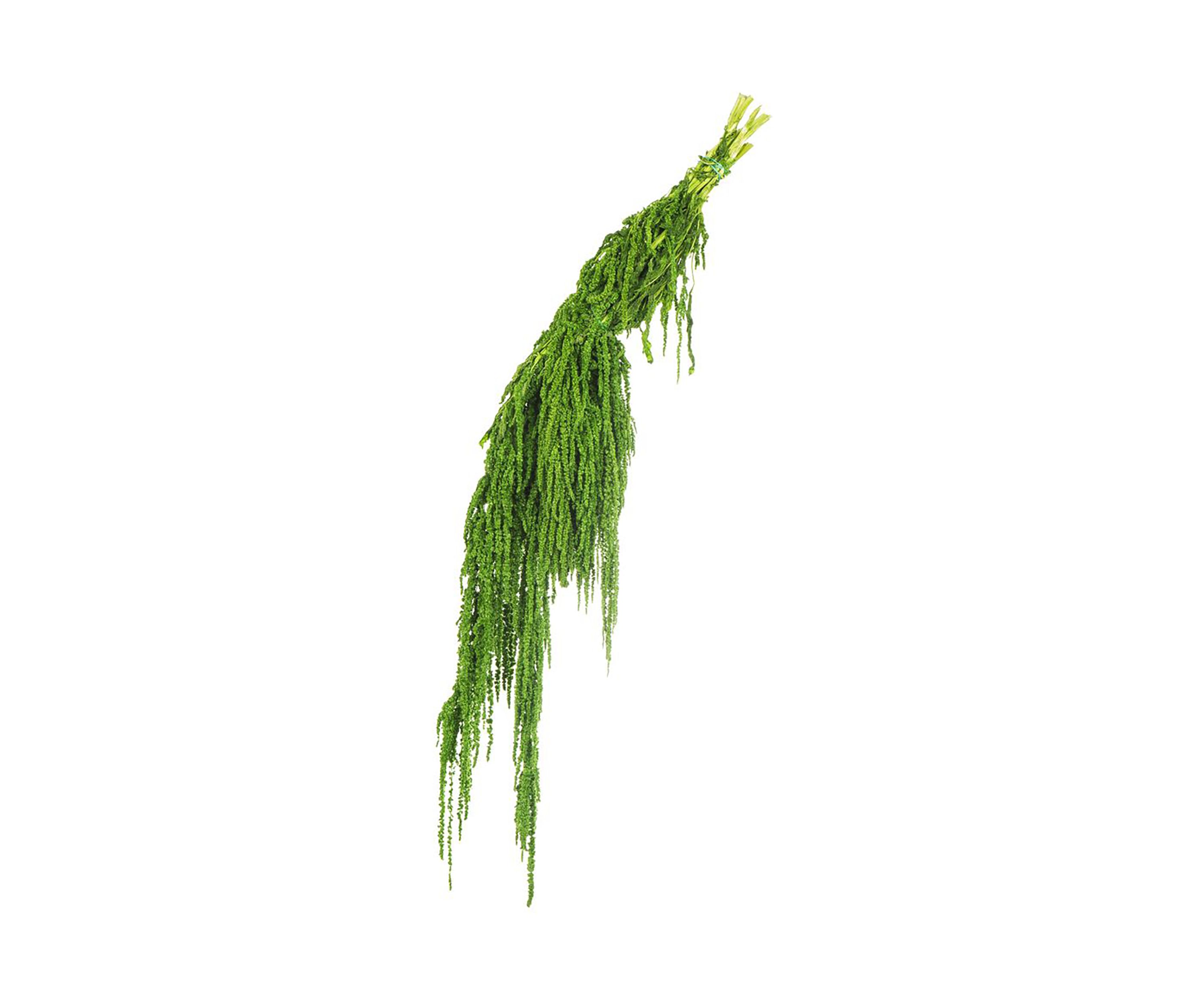 Amaranthus Bundle