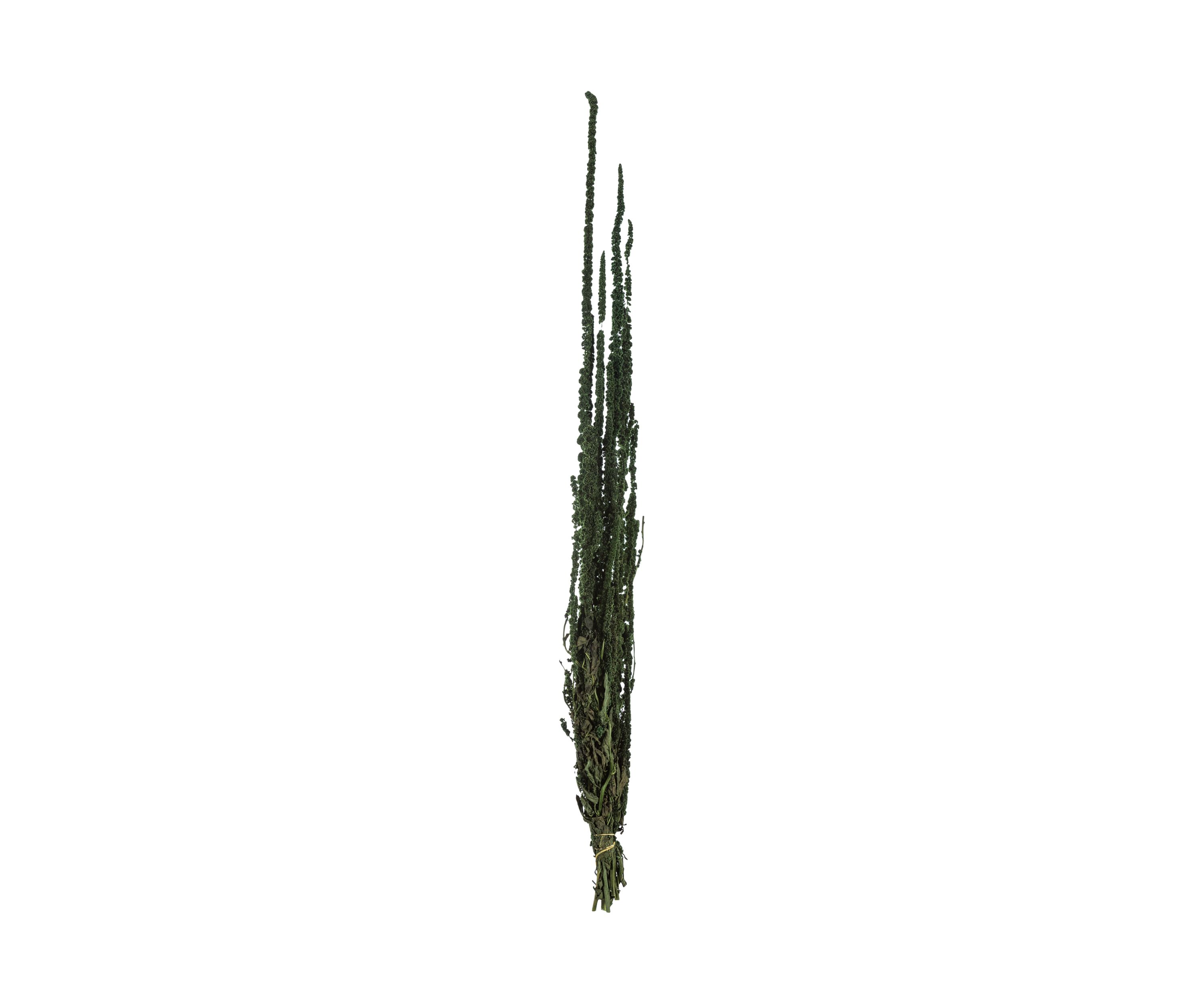 Green Amaranthus Bundle