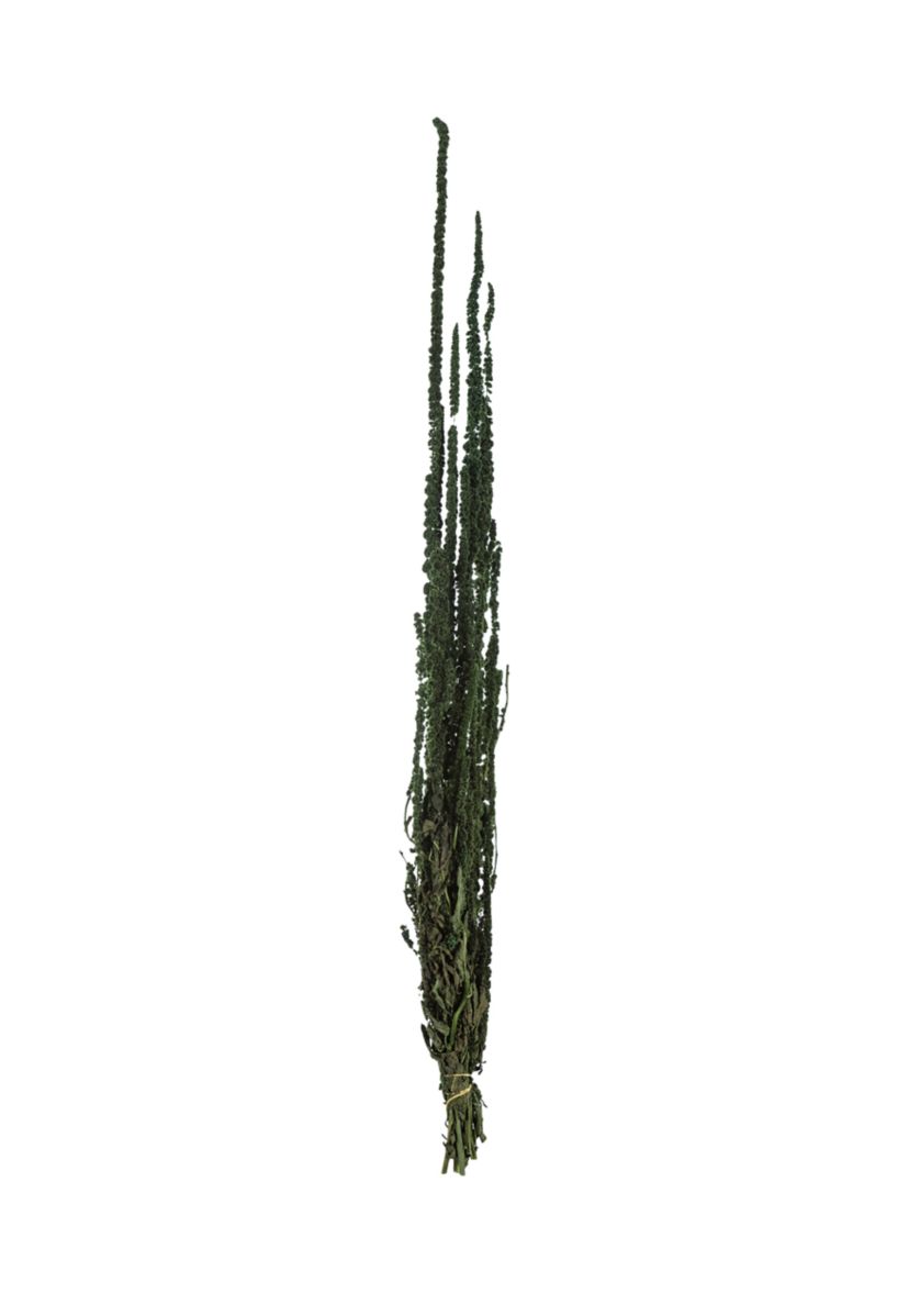 Green Amaranthus Bundle