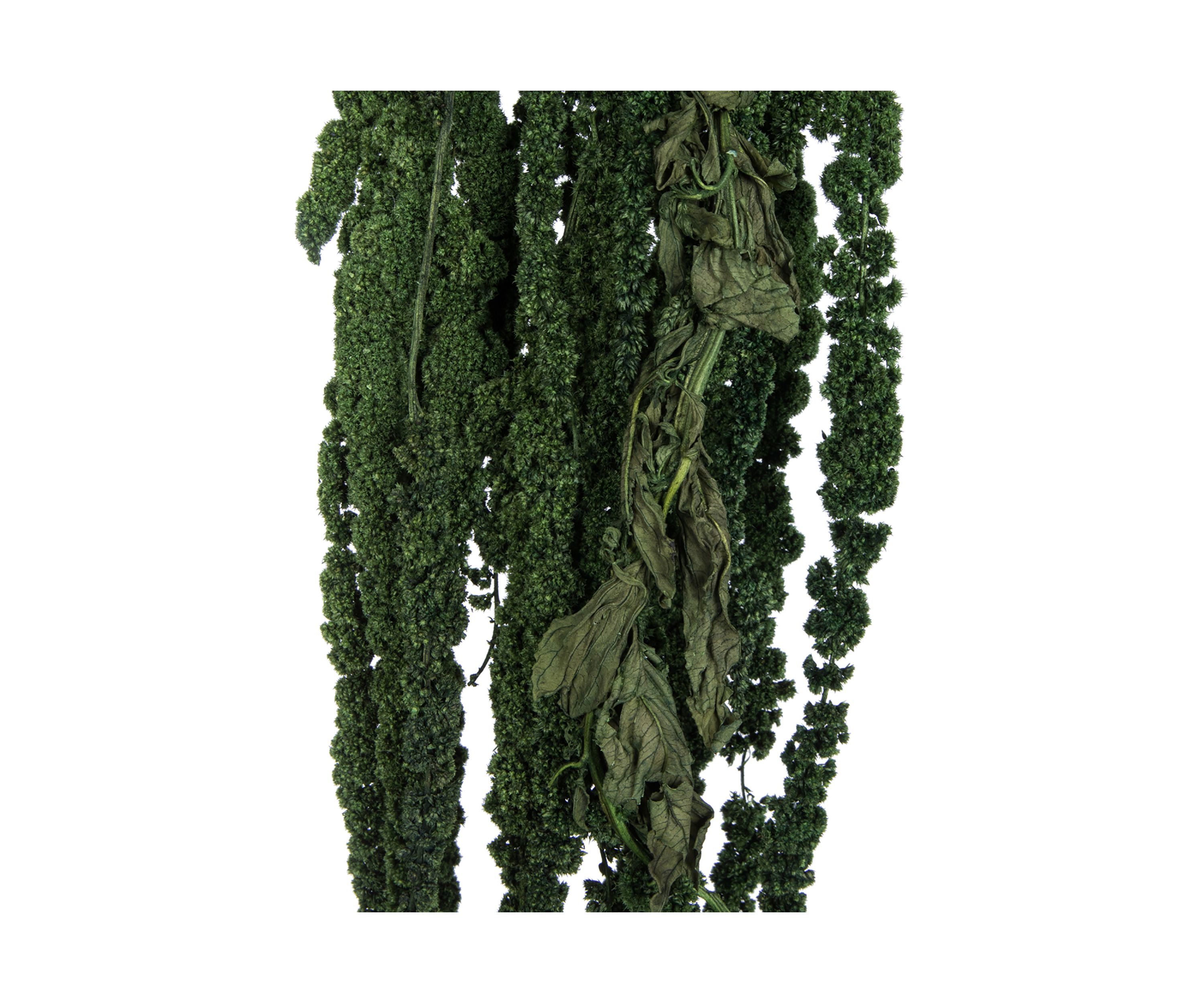 Green Amaranthus Bundle