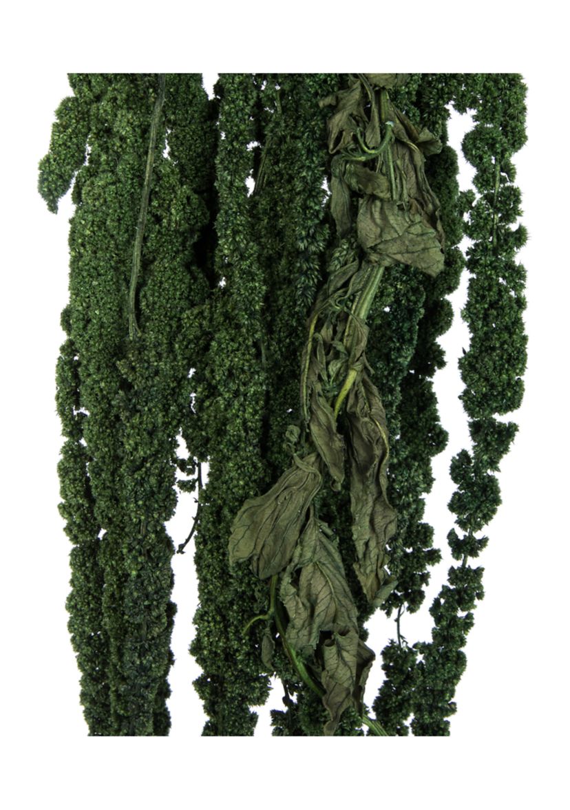 Green Amaranthus Bundle