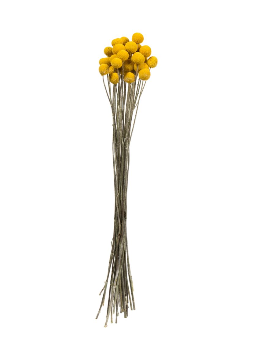 Yellow Billy Buttons