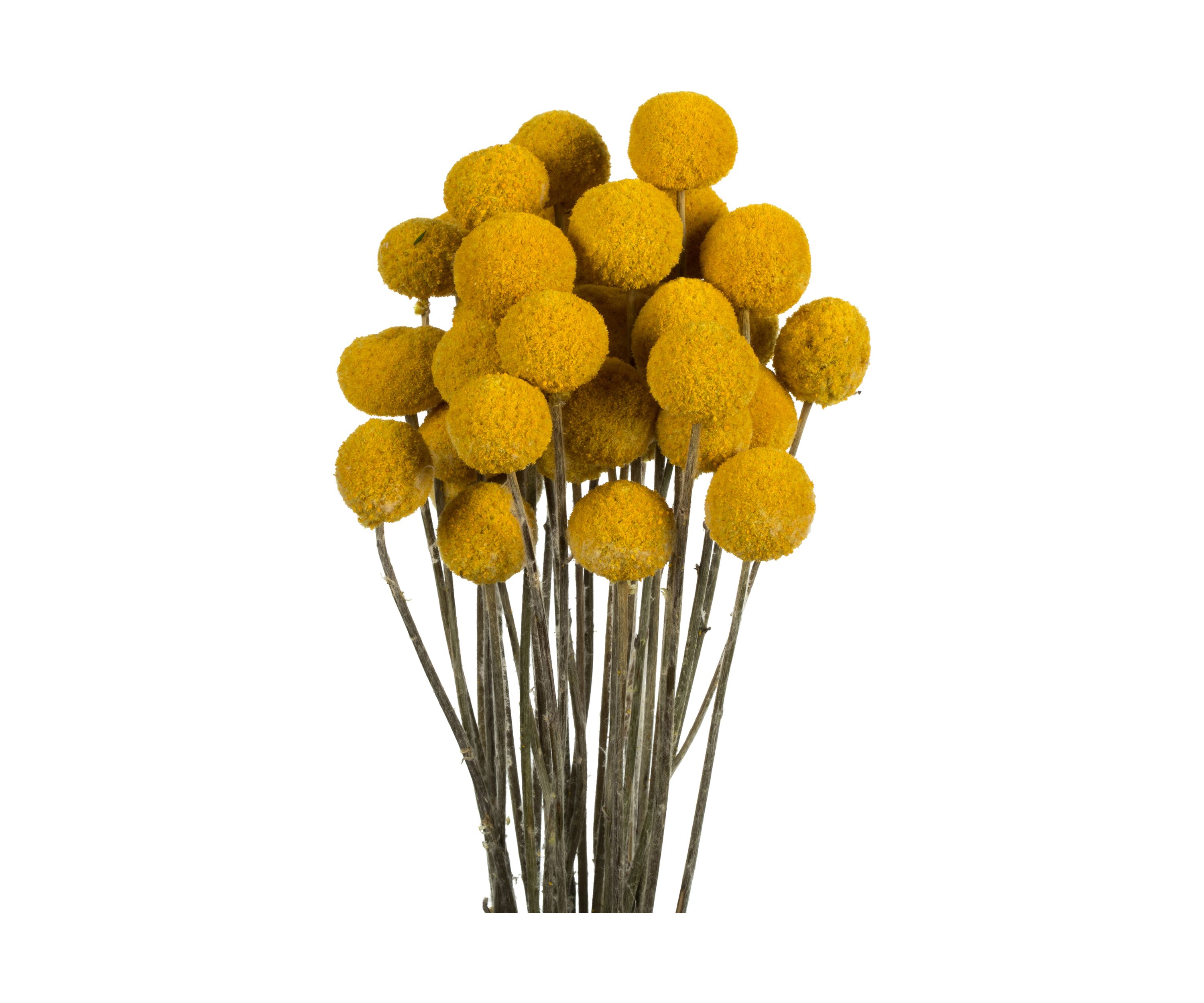 Yellow Billy Buttons