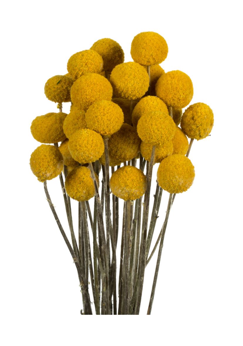 Yellow Billy Buttons